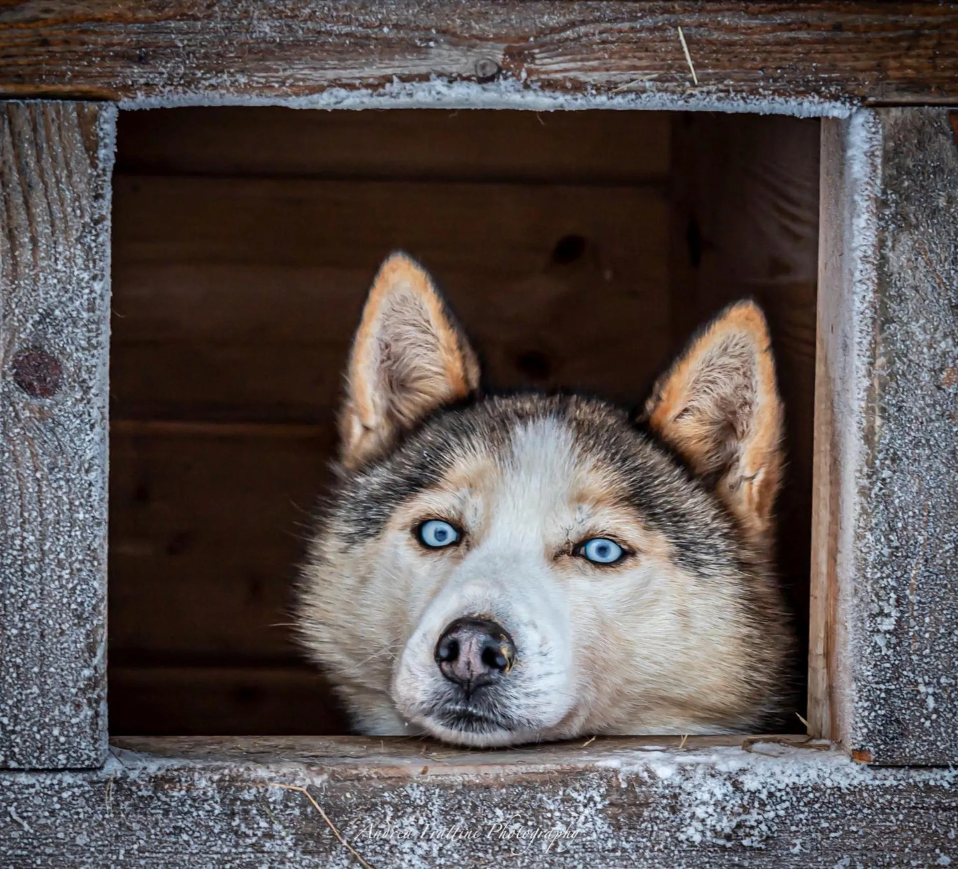 Old Pine Husky Lodge