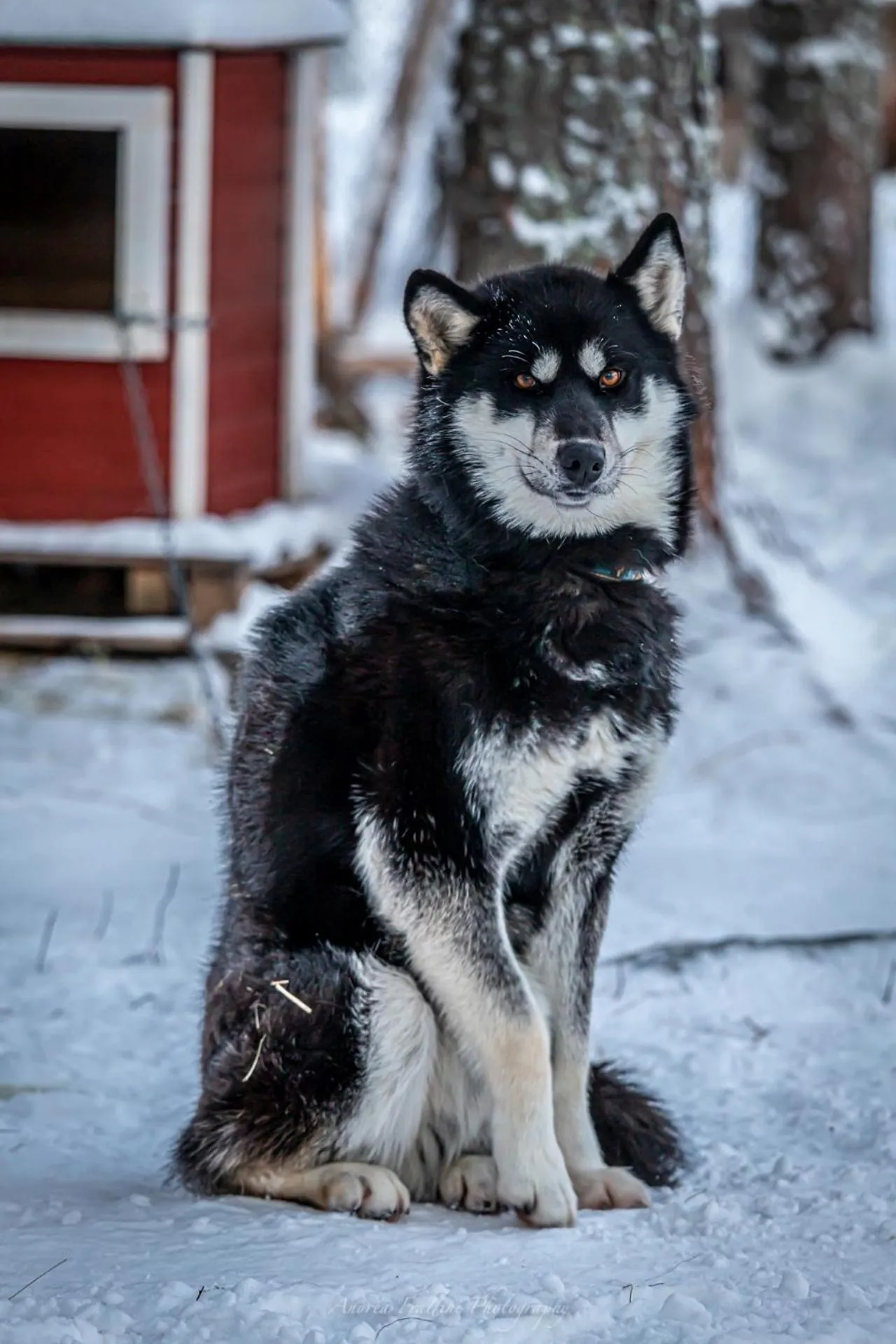 Old Pine Husky Lodge