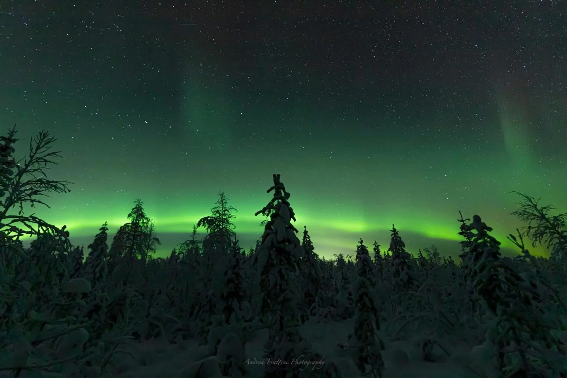 Old Pine Husky Lodge