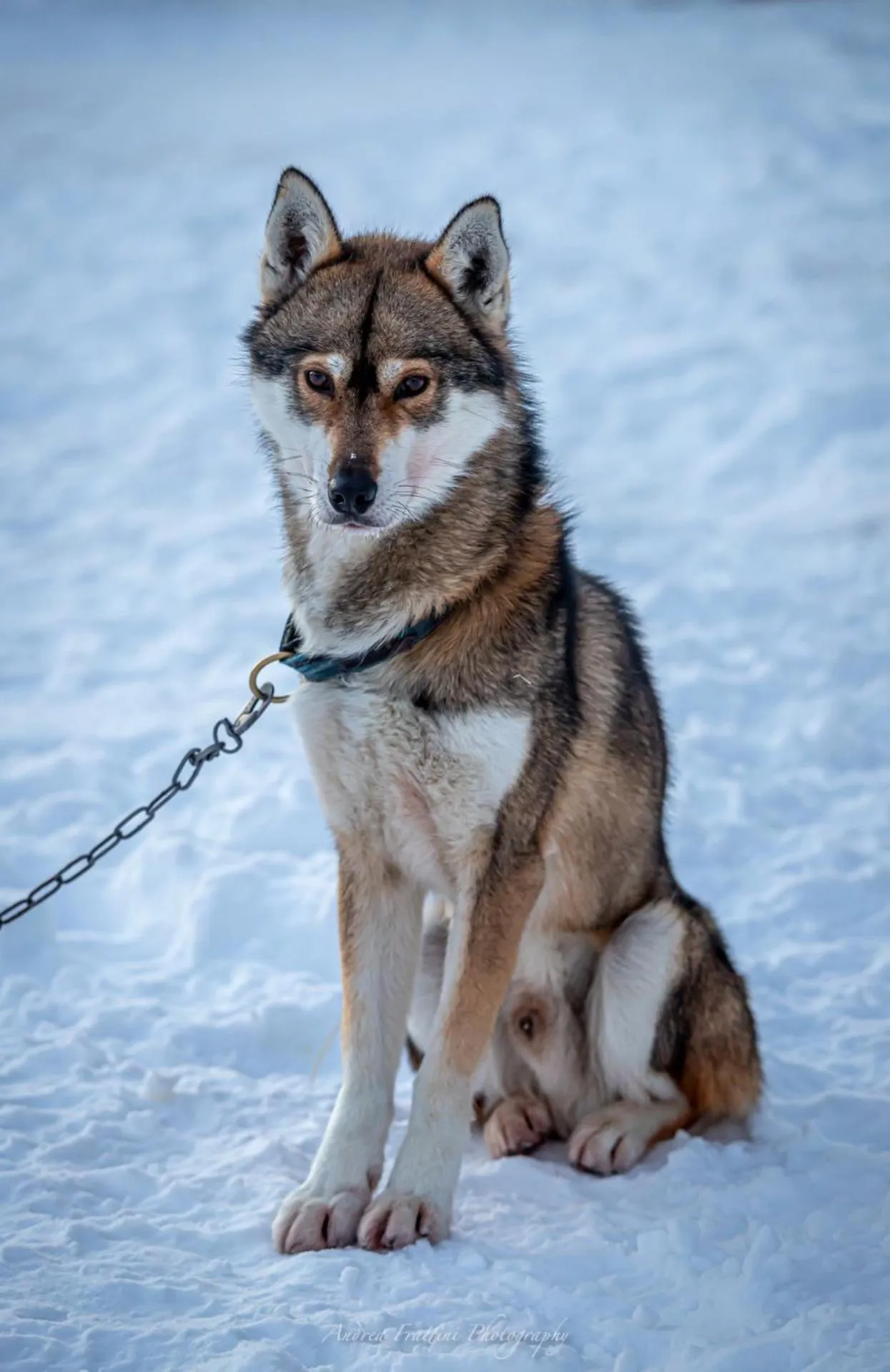 Old Pine Husky Lodge