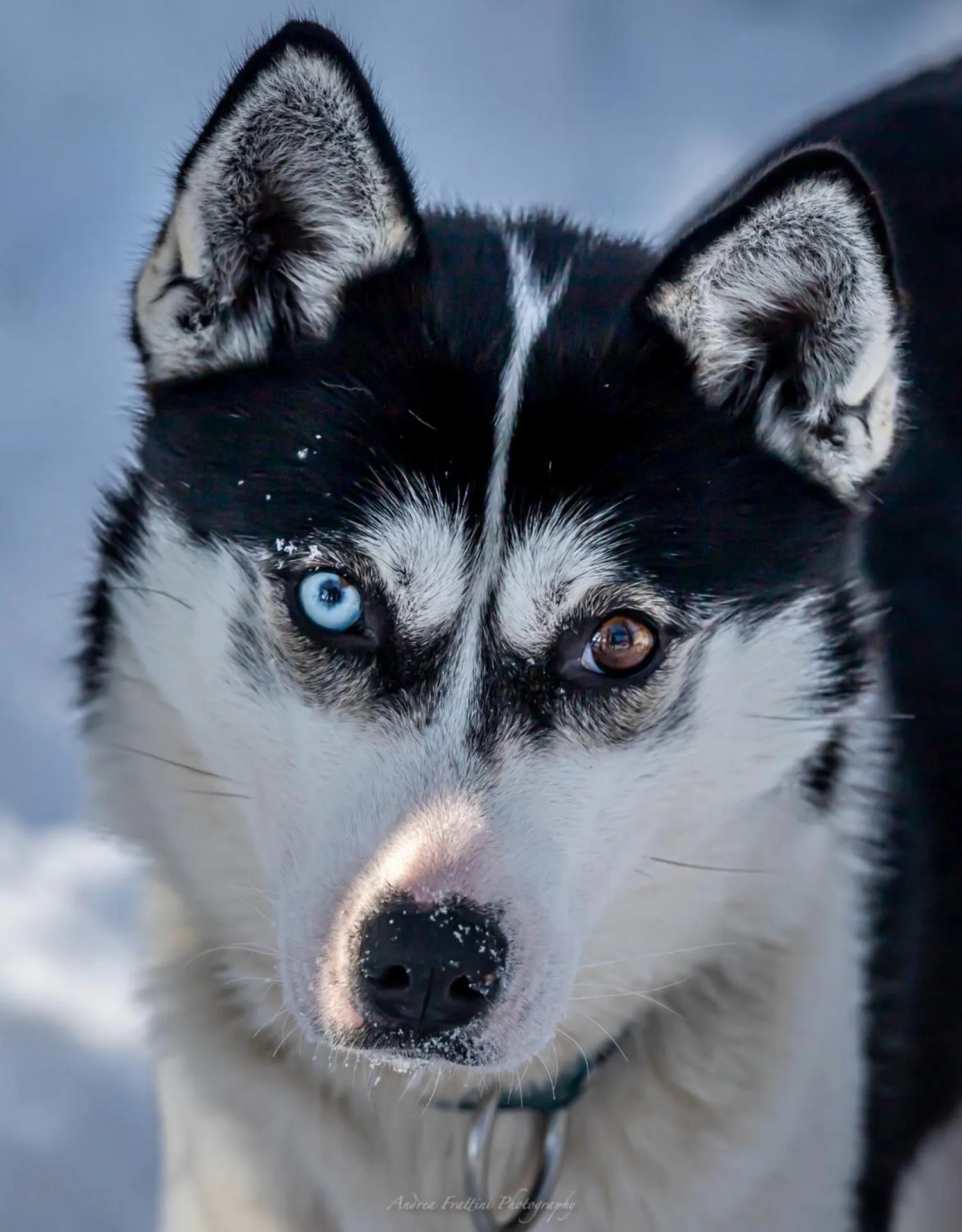 Old Pine Husky Lodge