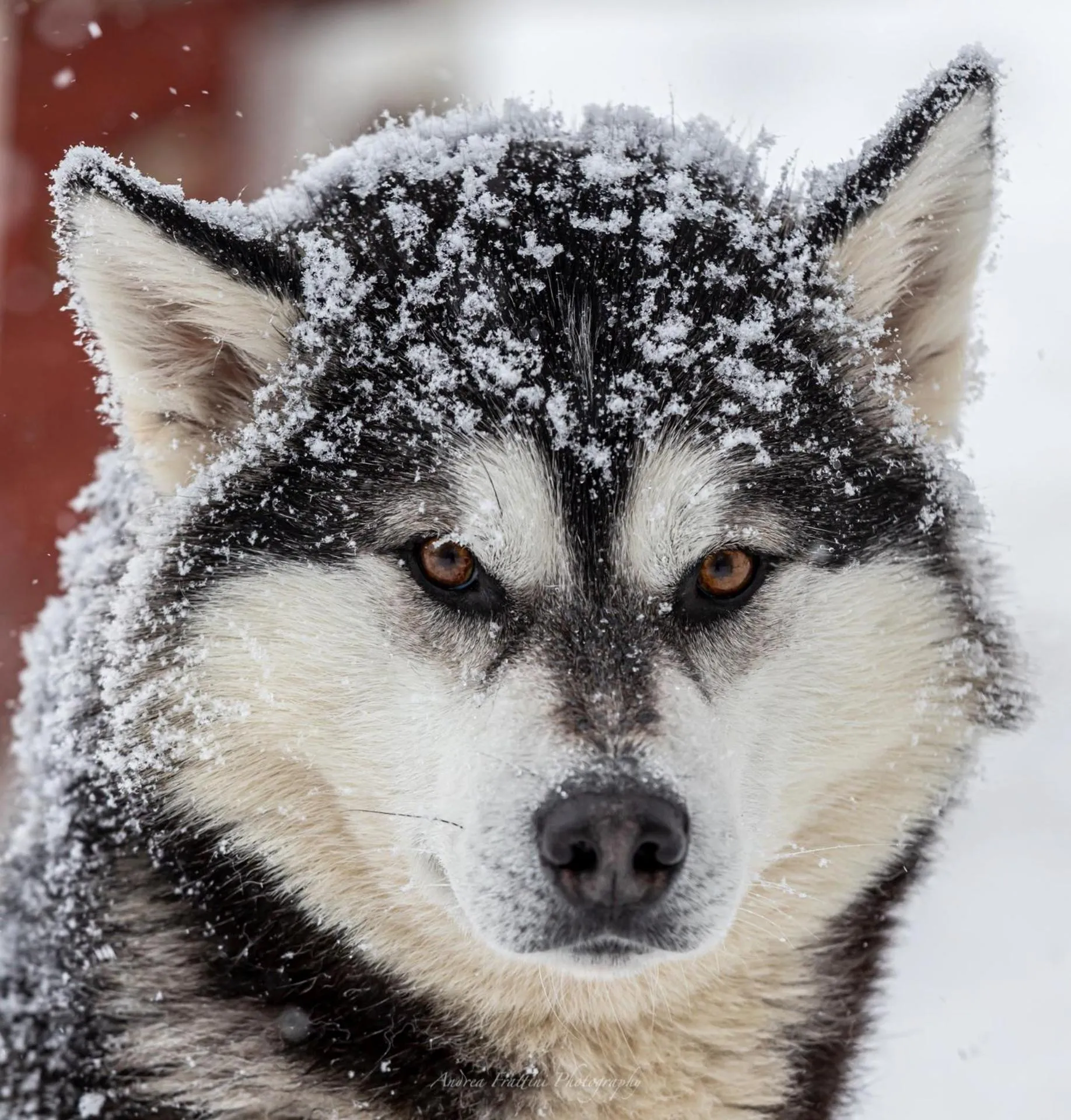 Old Pine Husky Lodge