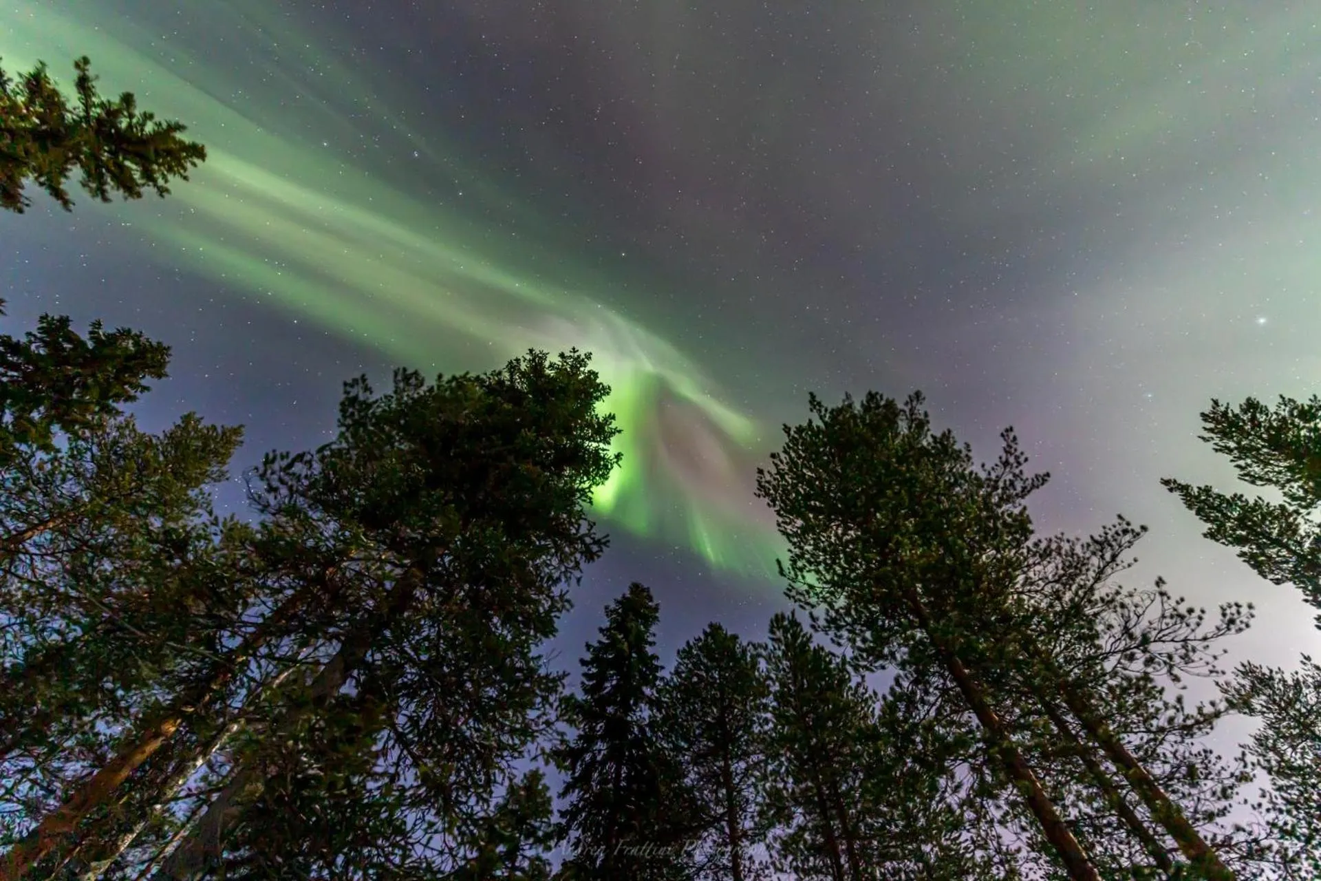 Old Pine Husky Lodge