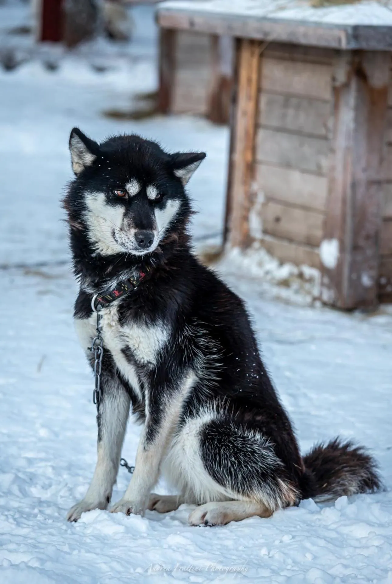 Old Pine Husky Lodge