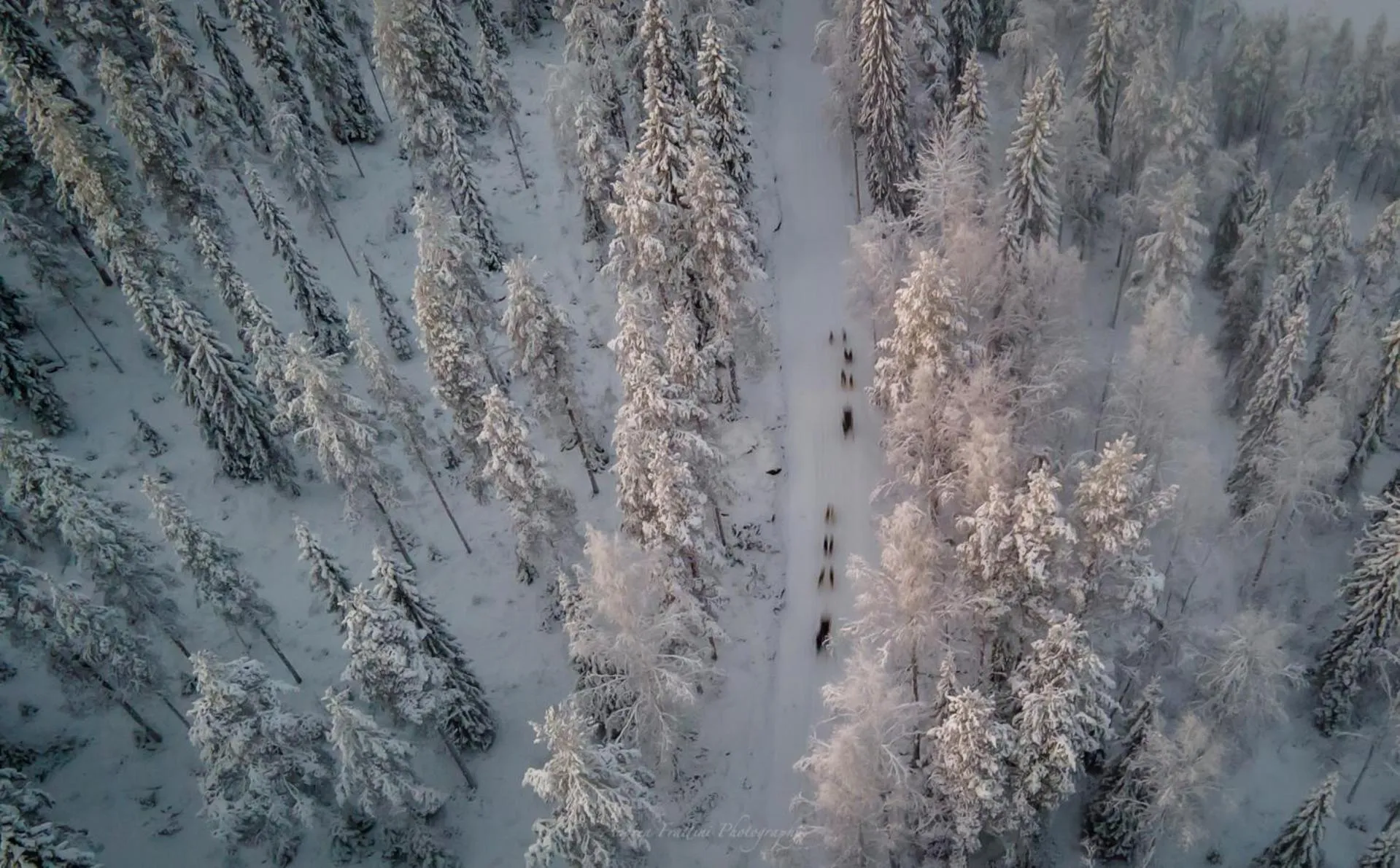 Old Pine Husky Lodge
