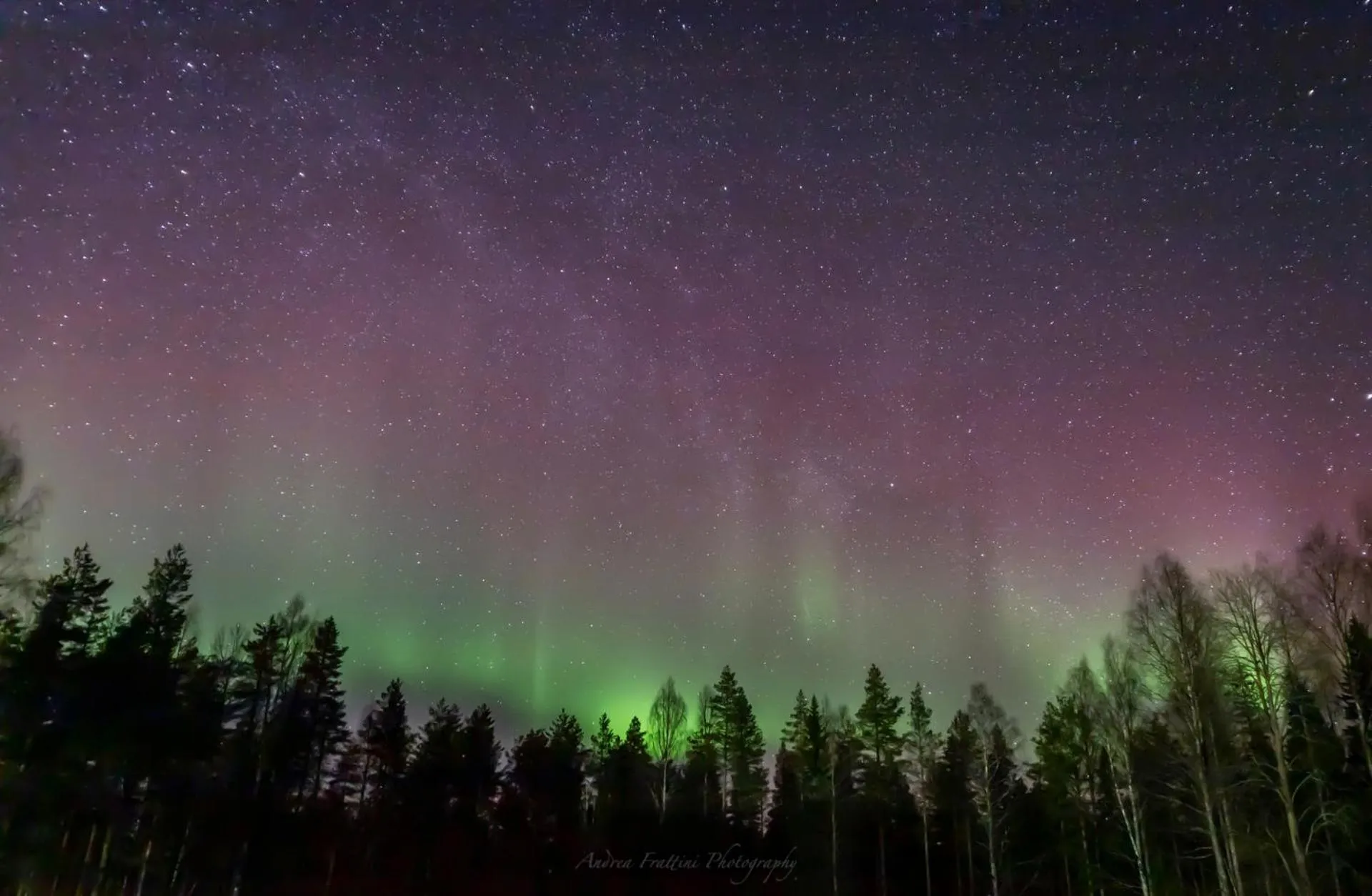 Old Pine Husky Lodge
