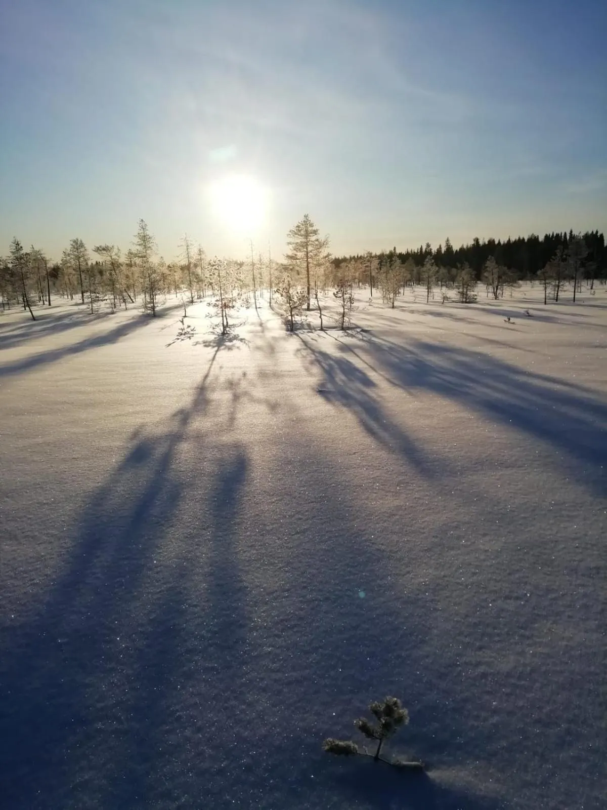 Day in Old Pine Husky Lodge