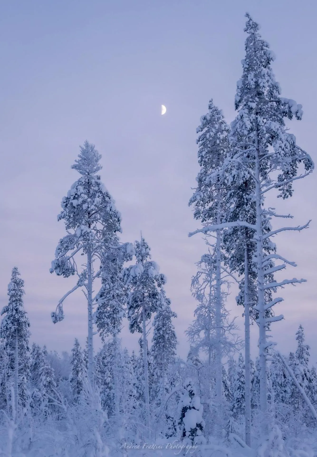 Old Pine Husky Lodge