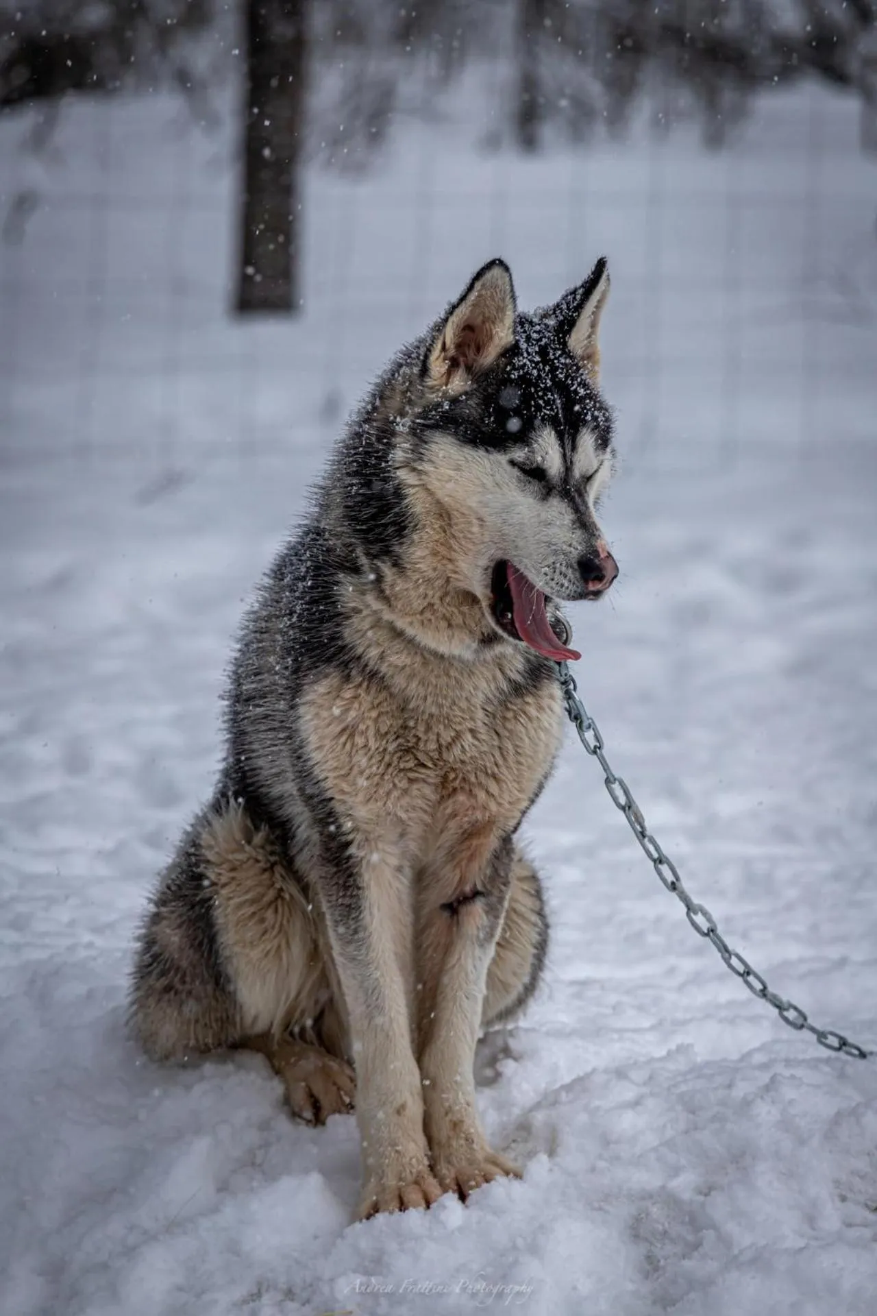 Old Pine Husky Lodge