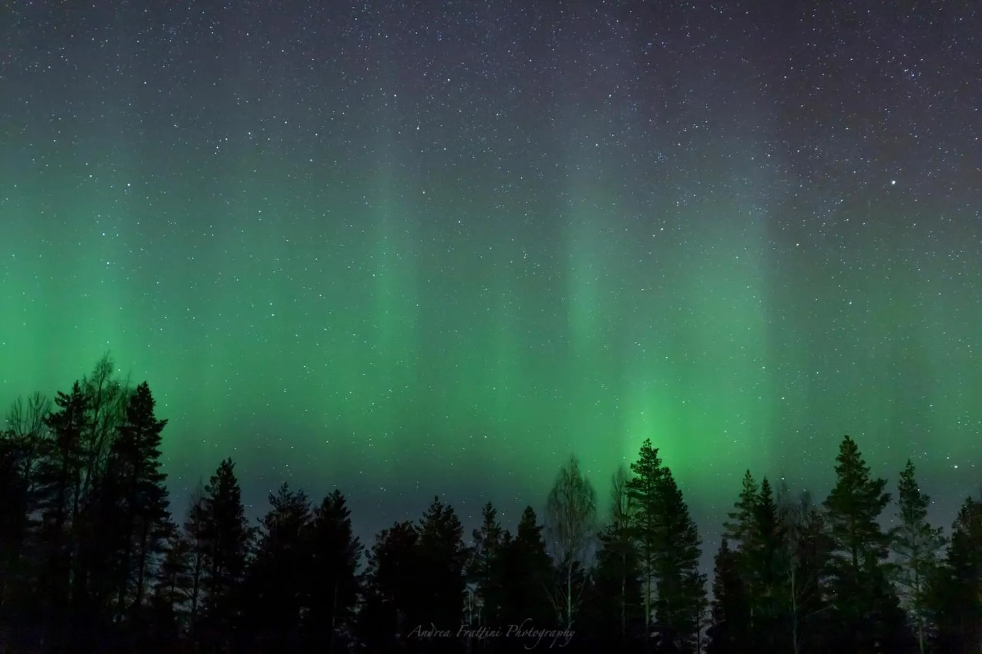 Old Pine Husky Lodge