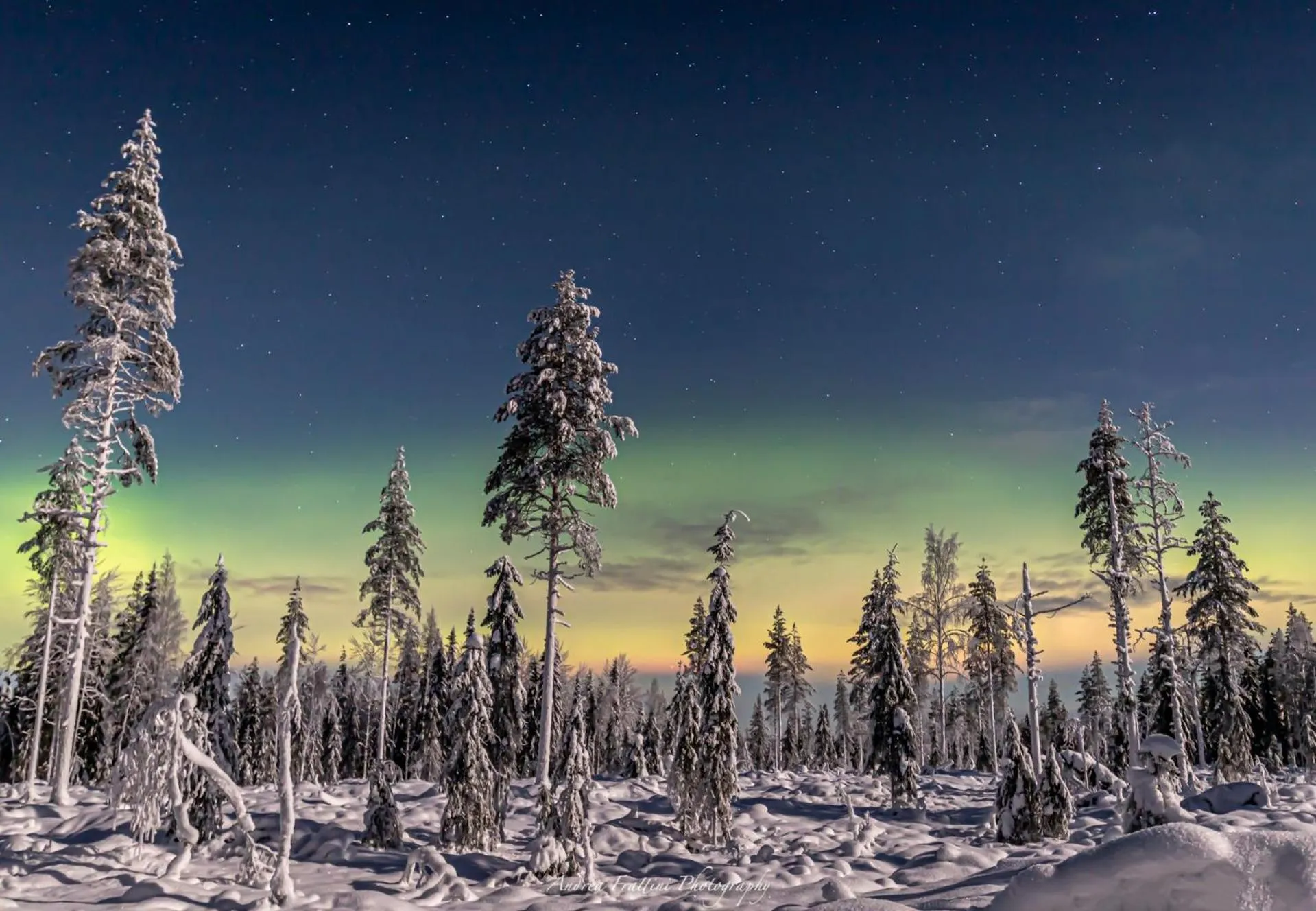 Old Pine Husky Lodge