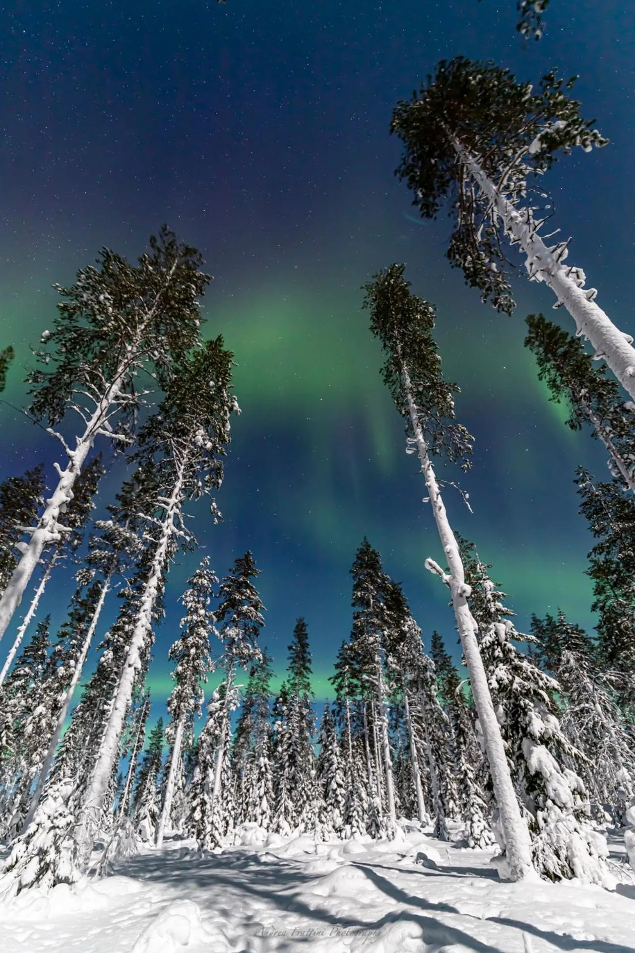 Old Pine Husky Lodge