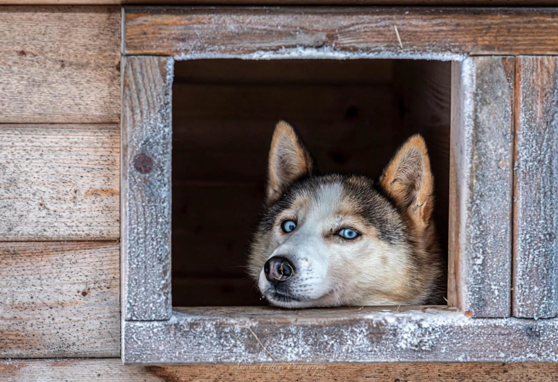 Old Pine Husky Lodge