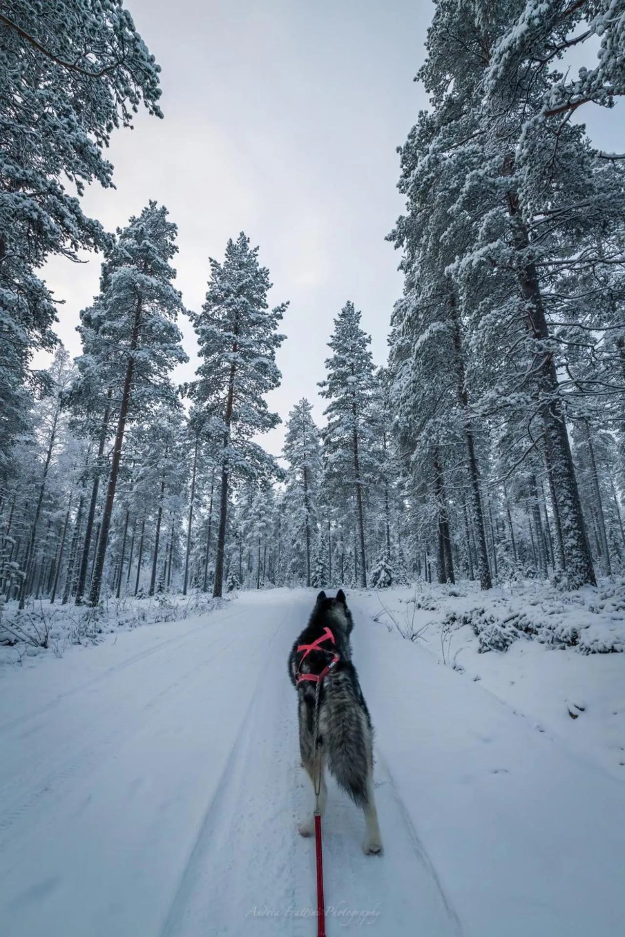 Old Pine Husky Lodge