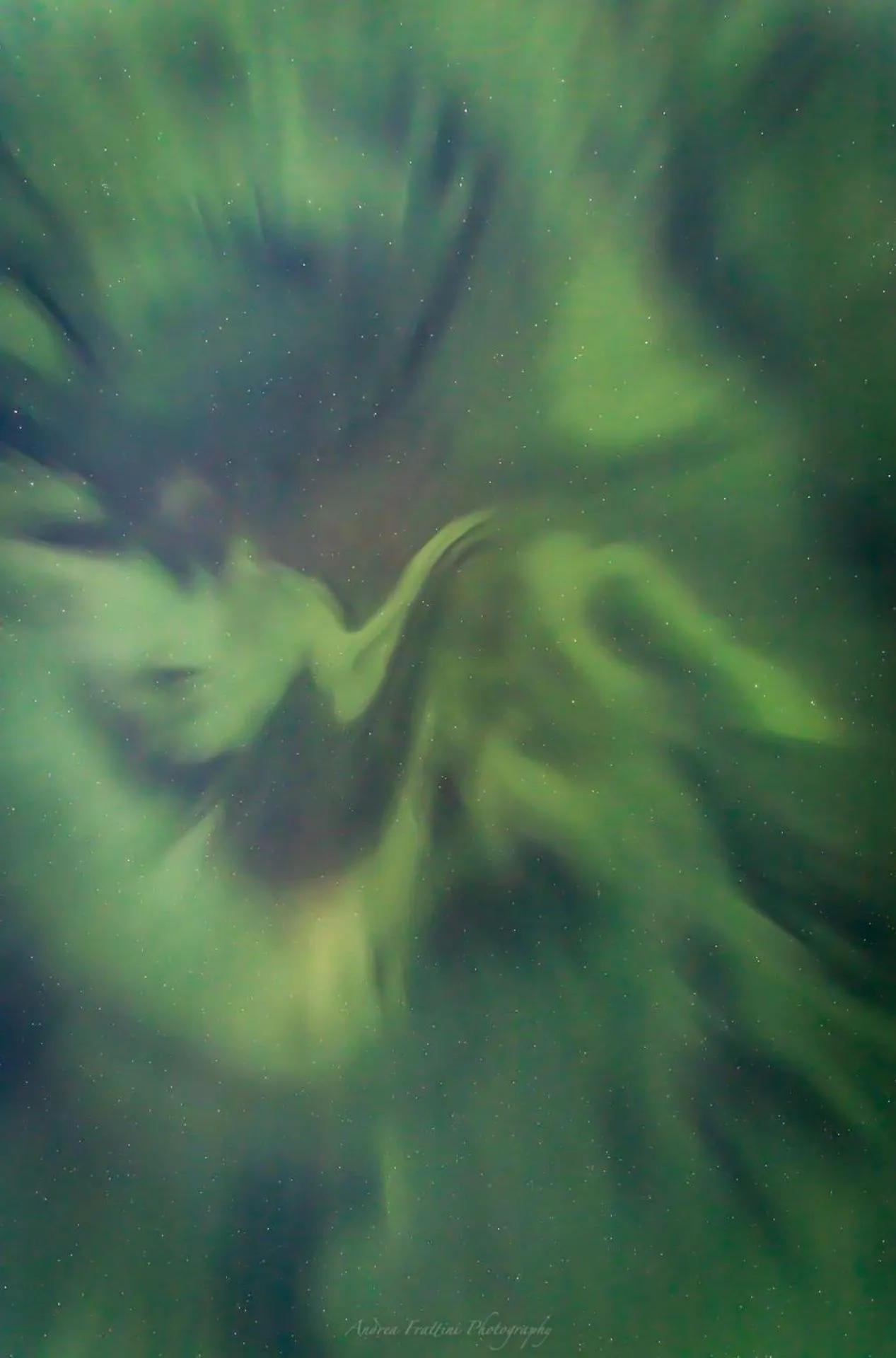 Old Pine Husky Lodge