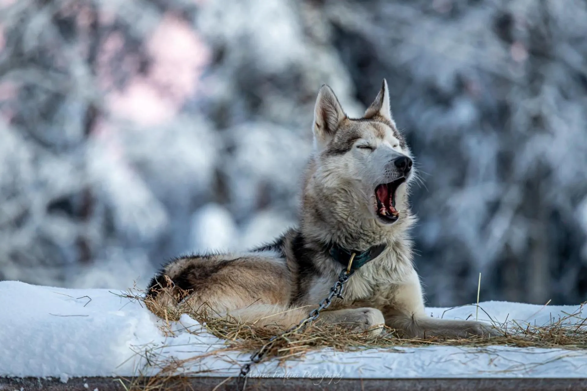 Old Pine Husky Lodge