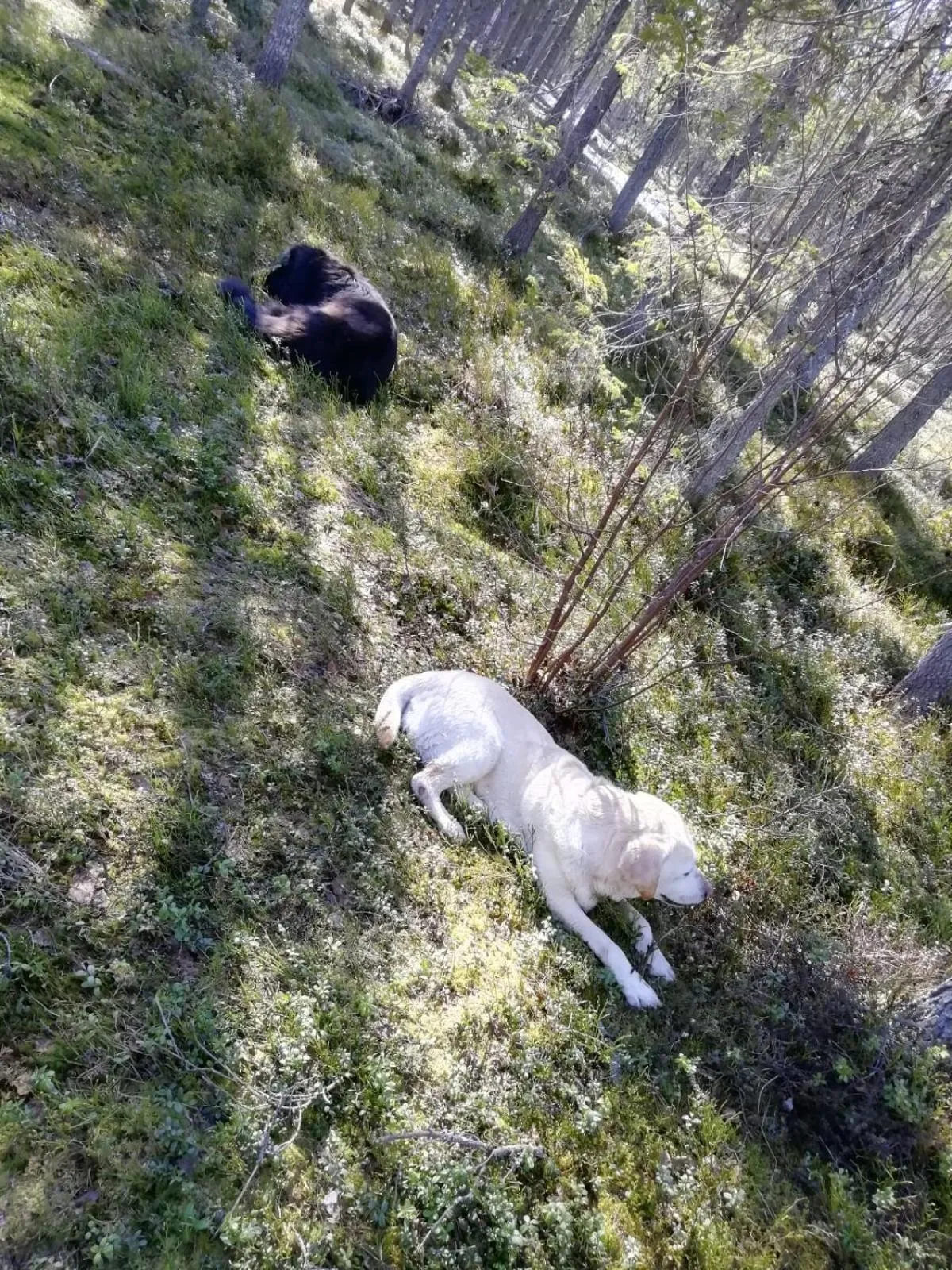 Old Pine Husky Lodge