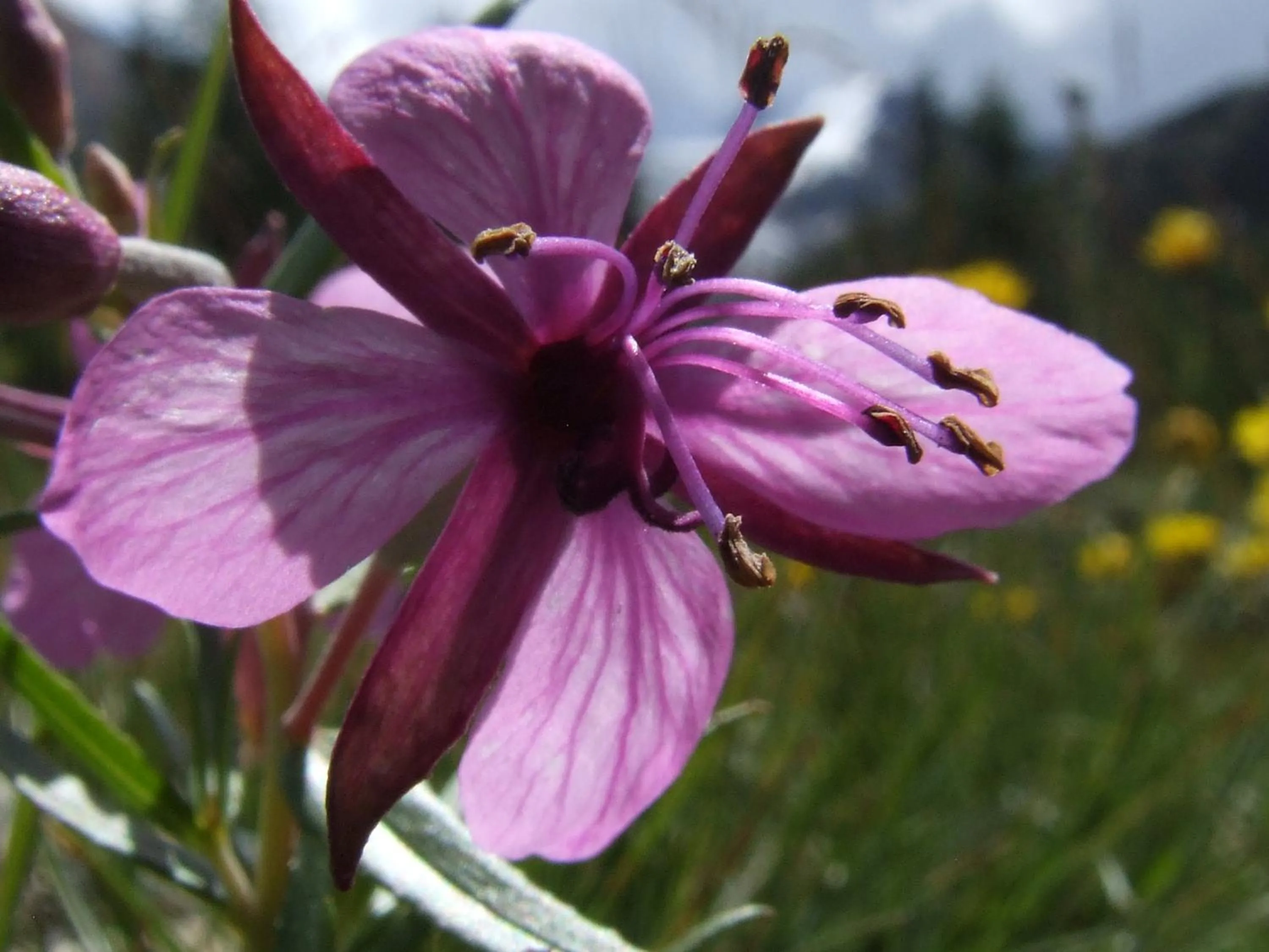 Spring in Residence Iris BeB