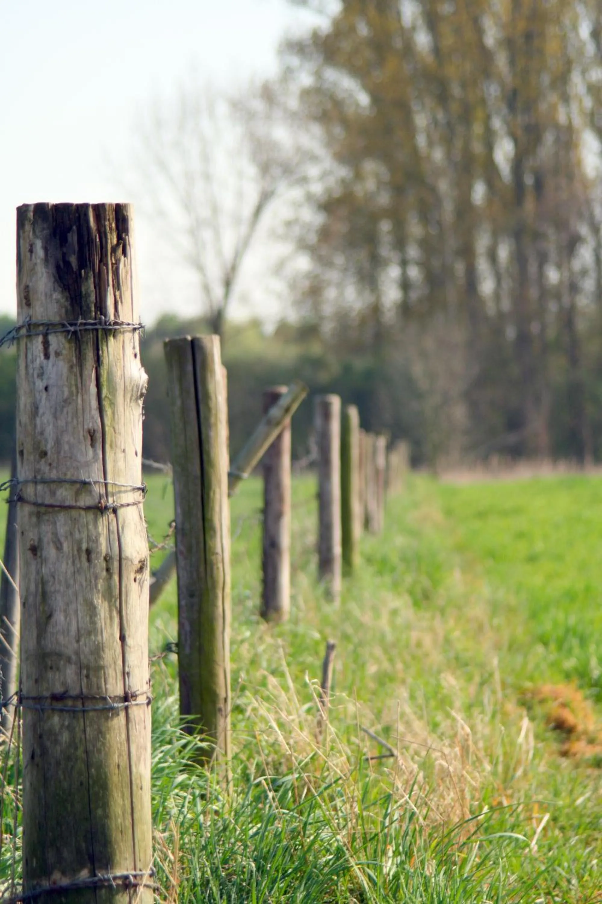 Area and facilities in Alm Appartements ehemals Birkenhof