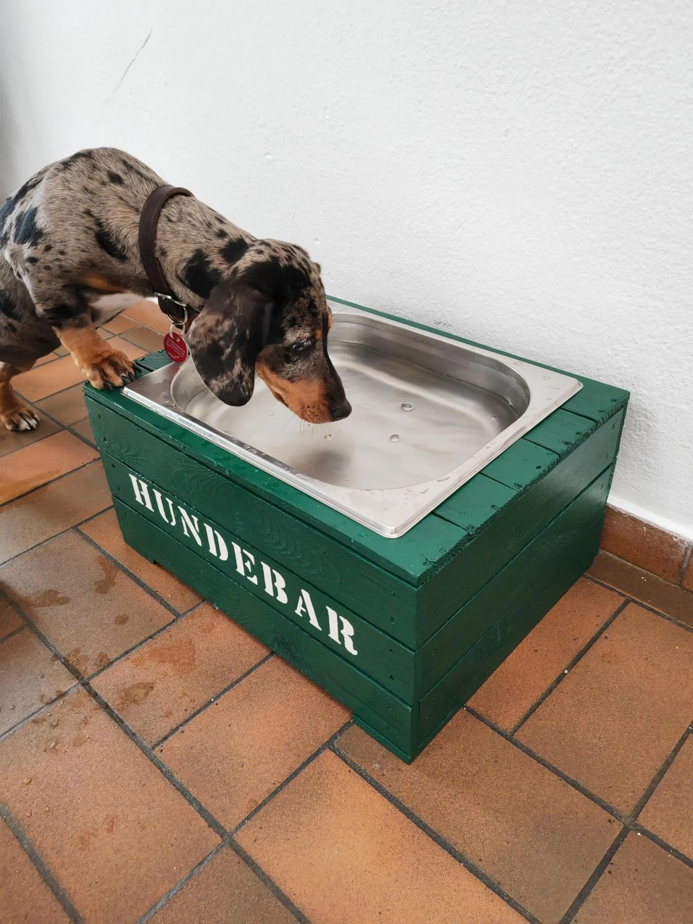 Pets in Hotel Suggenbad