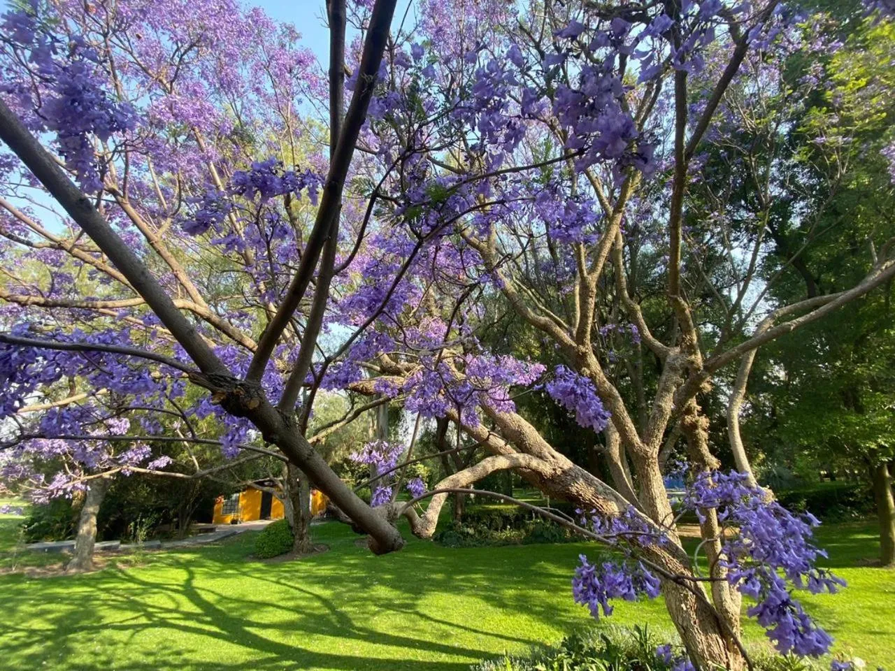 Garden in Hotel Boutique Rancho San Juan Teotihuacan