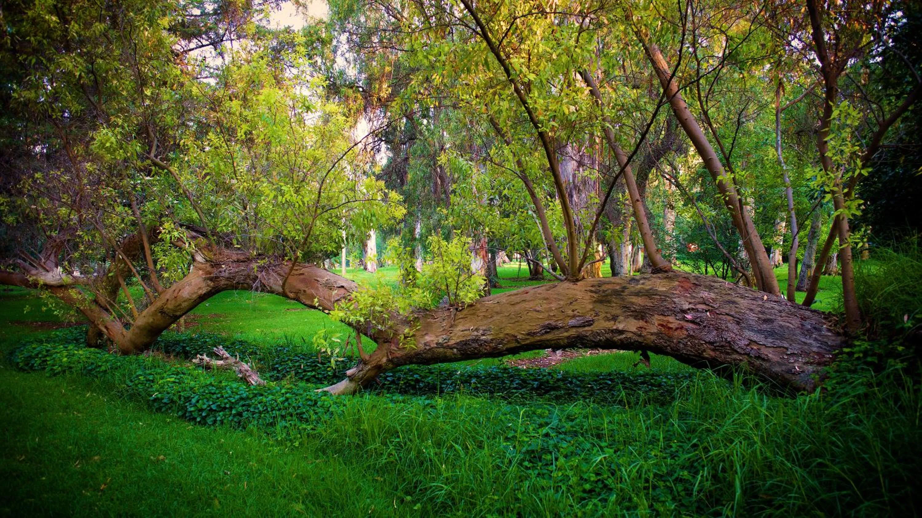 Natural landscape in Hotel Boutique Rancho San Juan Teotihuacan