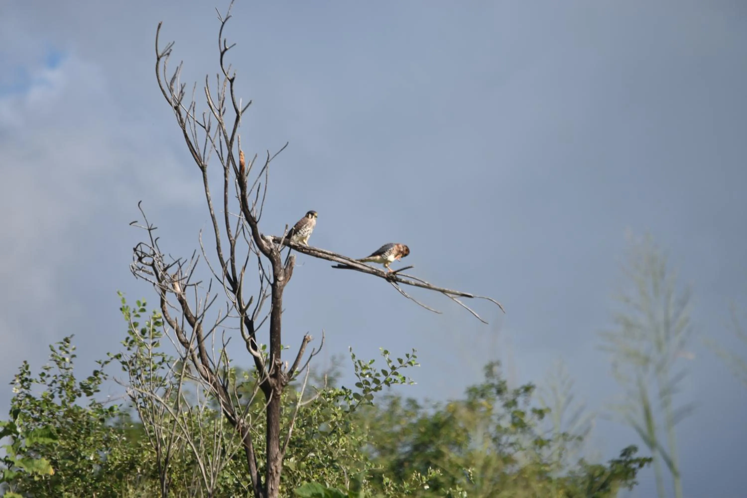 Natural landscape in Résidence Paradis Tropical