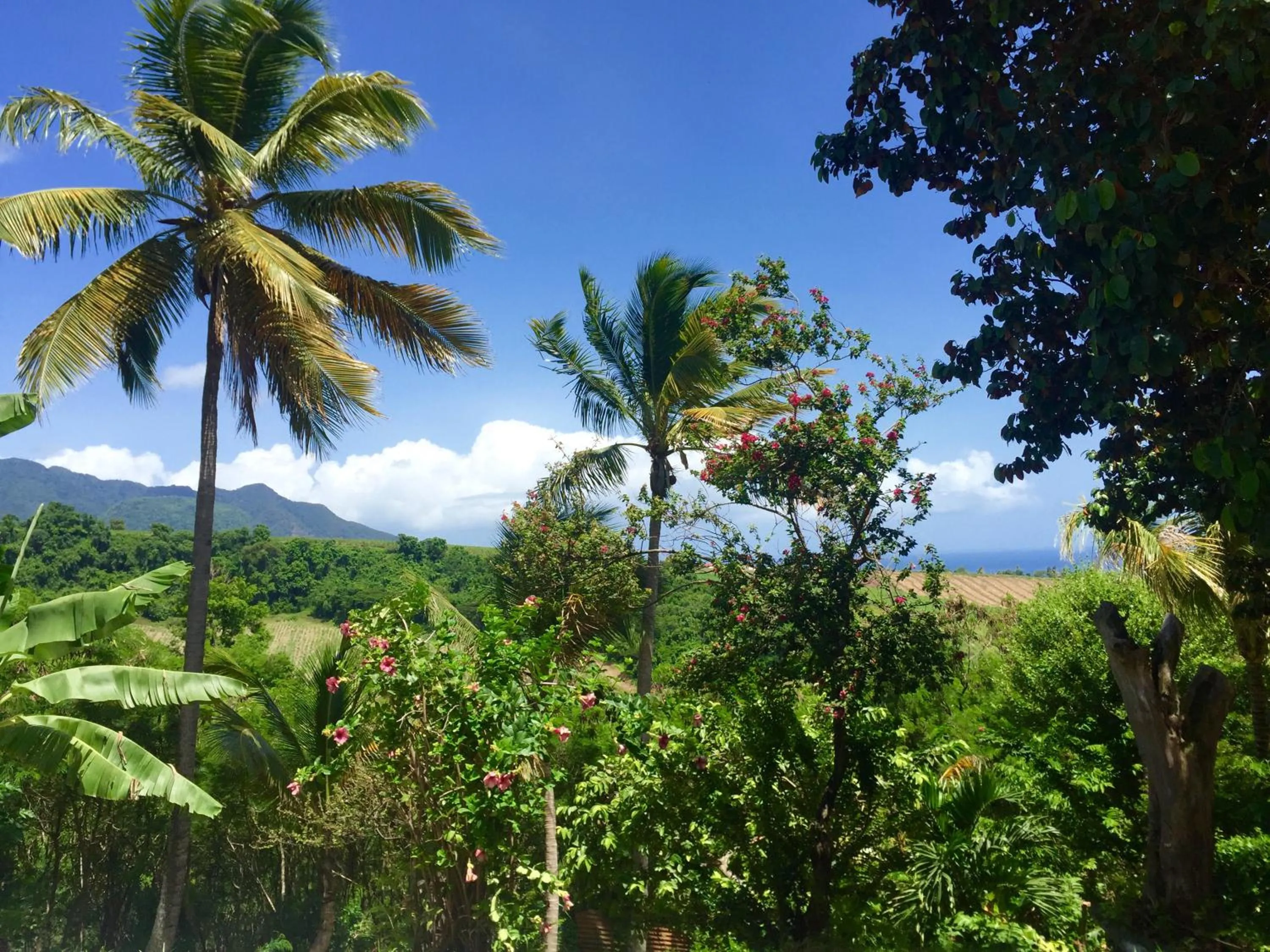 Day in Résidence Paradis Tropical