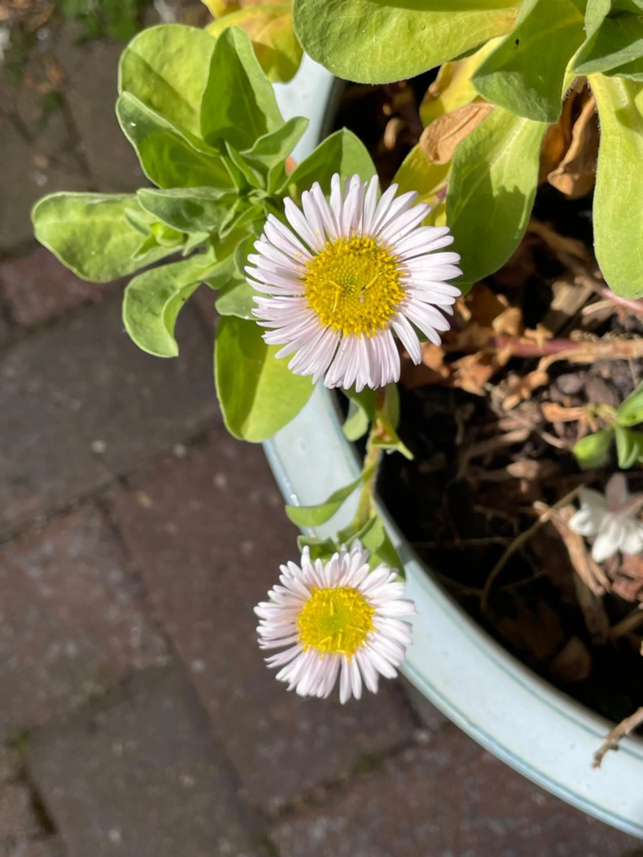 Garden in Bradleigh Lodge