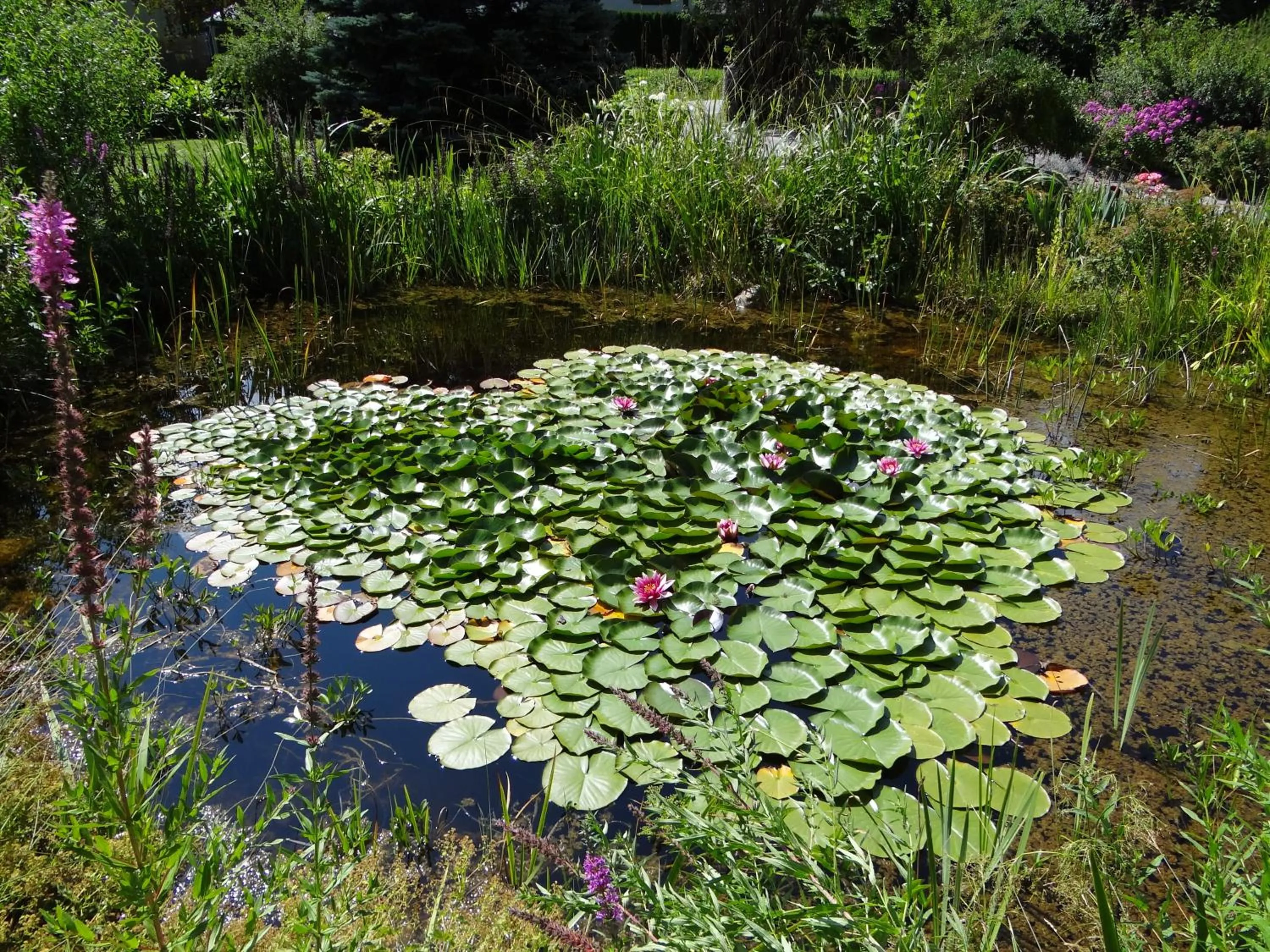 Garden in Appartements Pichler