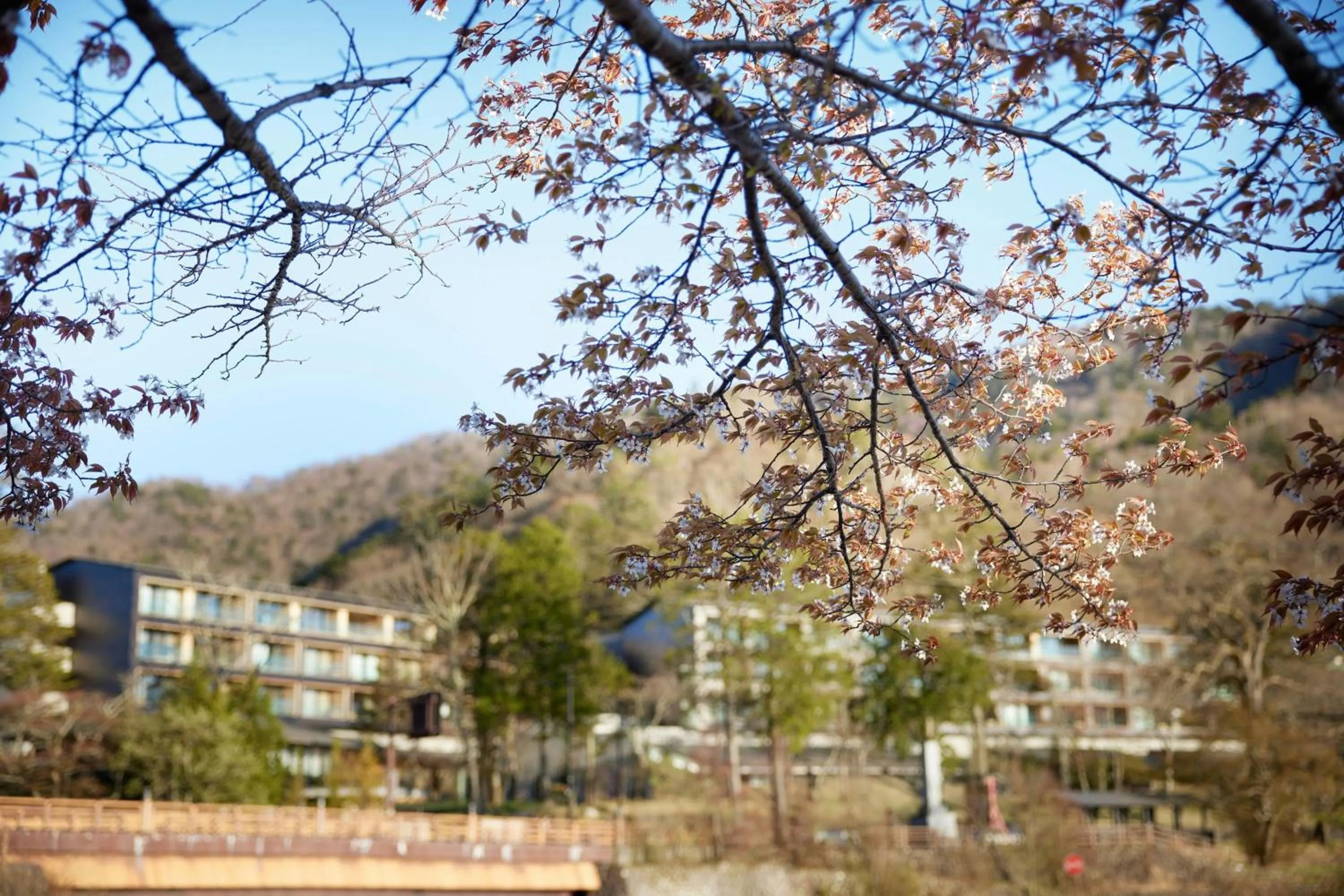 View (from property/room) in The Ritz-Carlton, Nikko