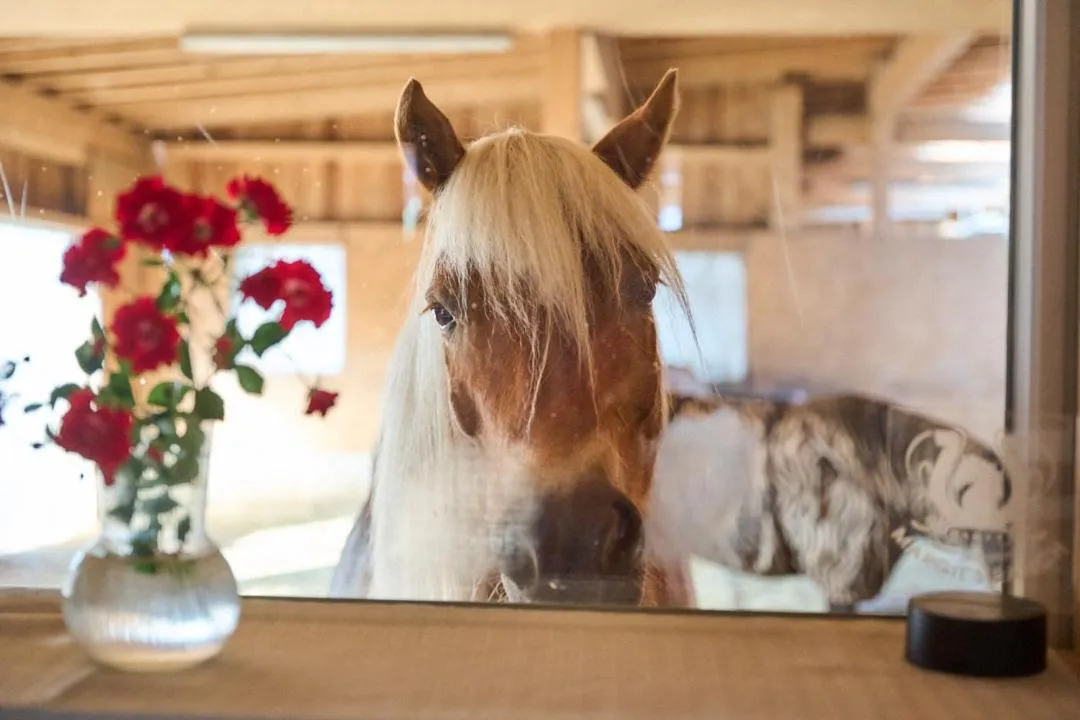 Animals in B&B Margit's Ranch Urlaub am Pferdehof