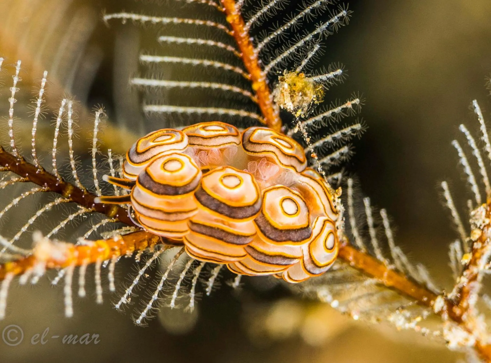 Diving in Kubu Indah Dive & Spa Resort