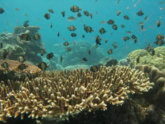 Natural landscape in Sipadan Inn 2