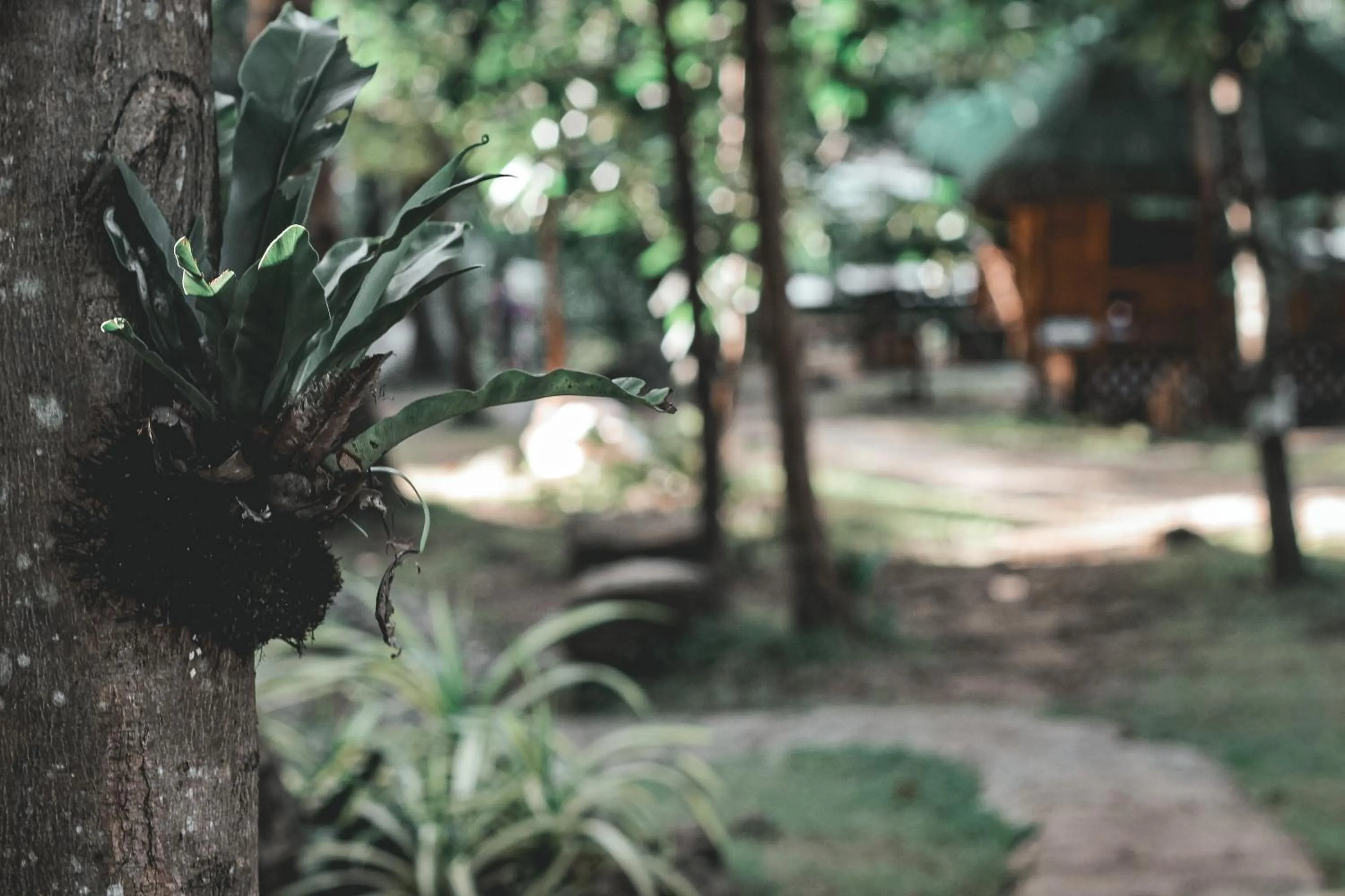 Garden view in La Vie Adventure Trails