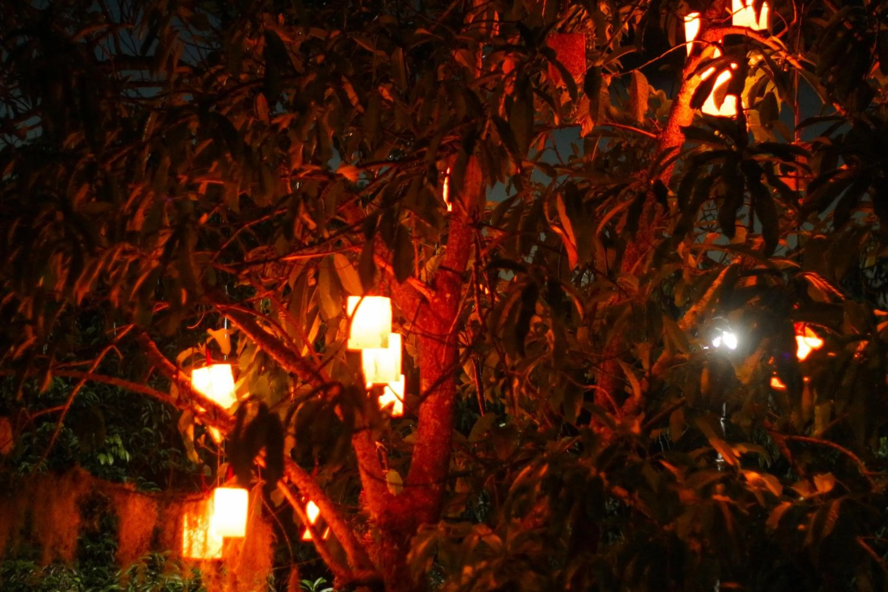 Night in La Vie Adventure Trails