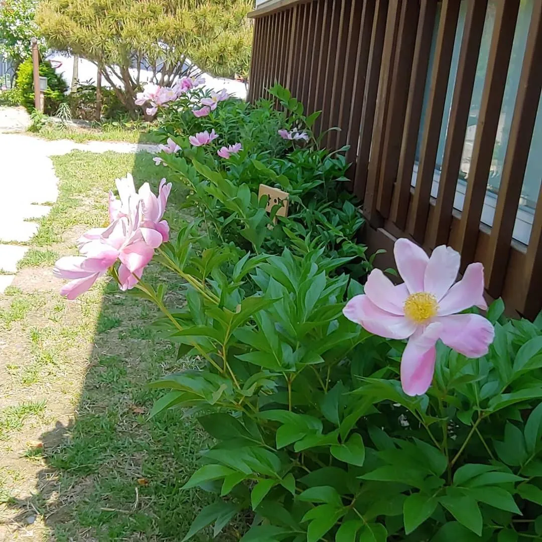 Paju Gamaksan Pension