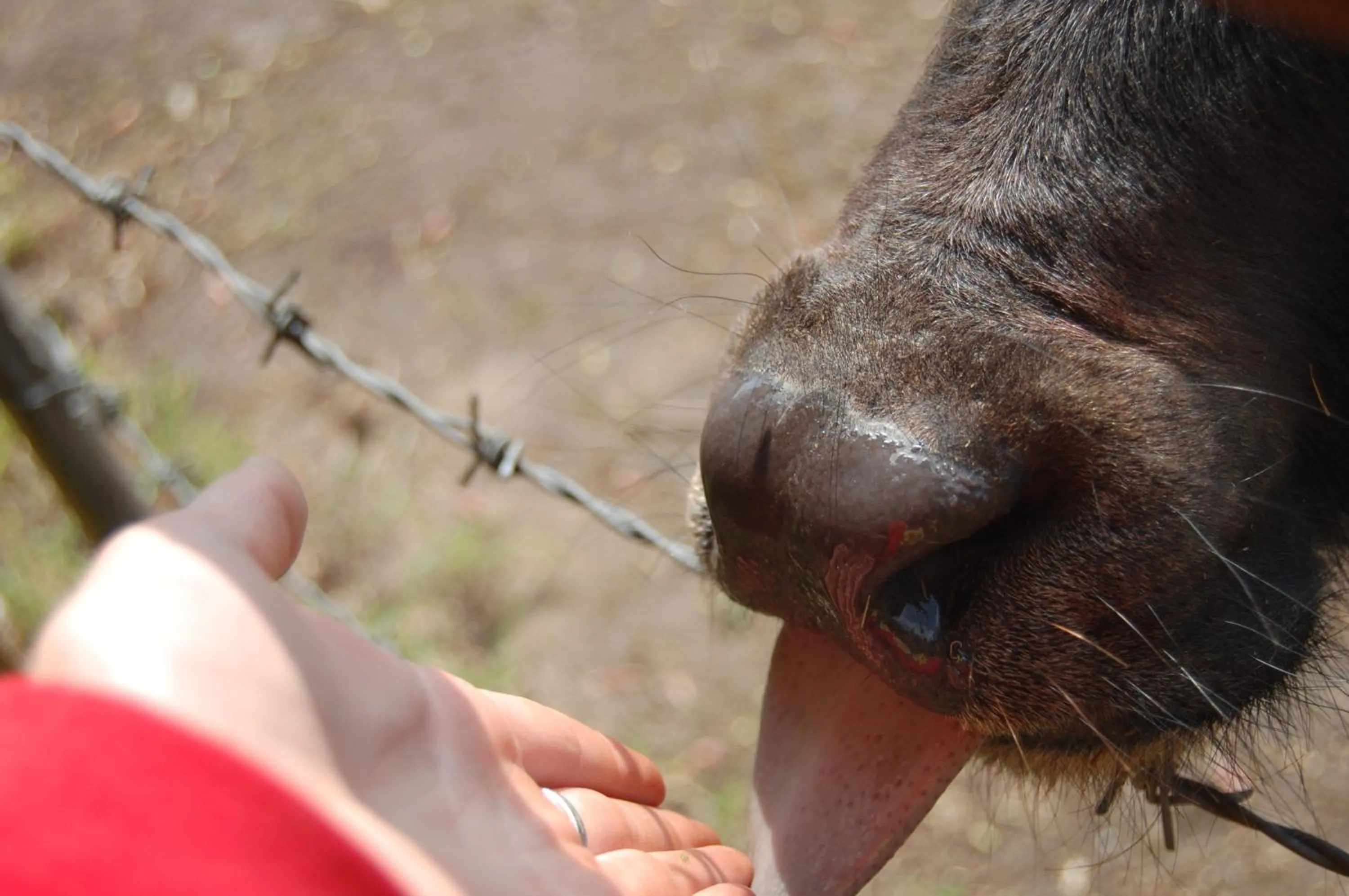 Animals in Land-gut-Hotel Allerhof