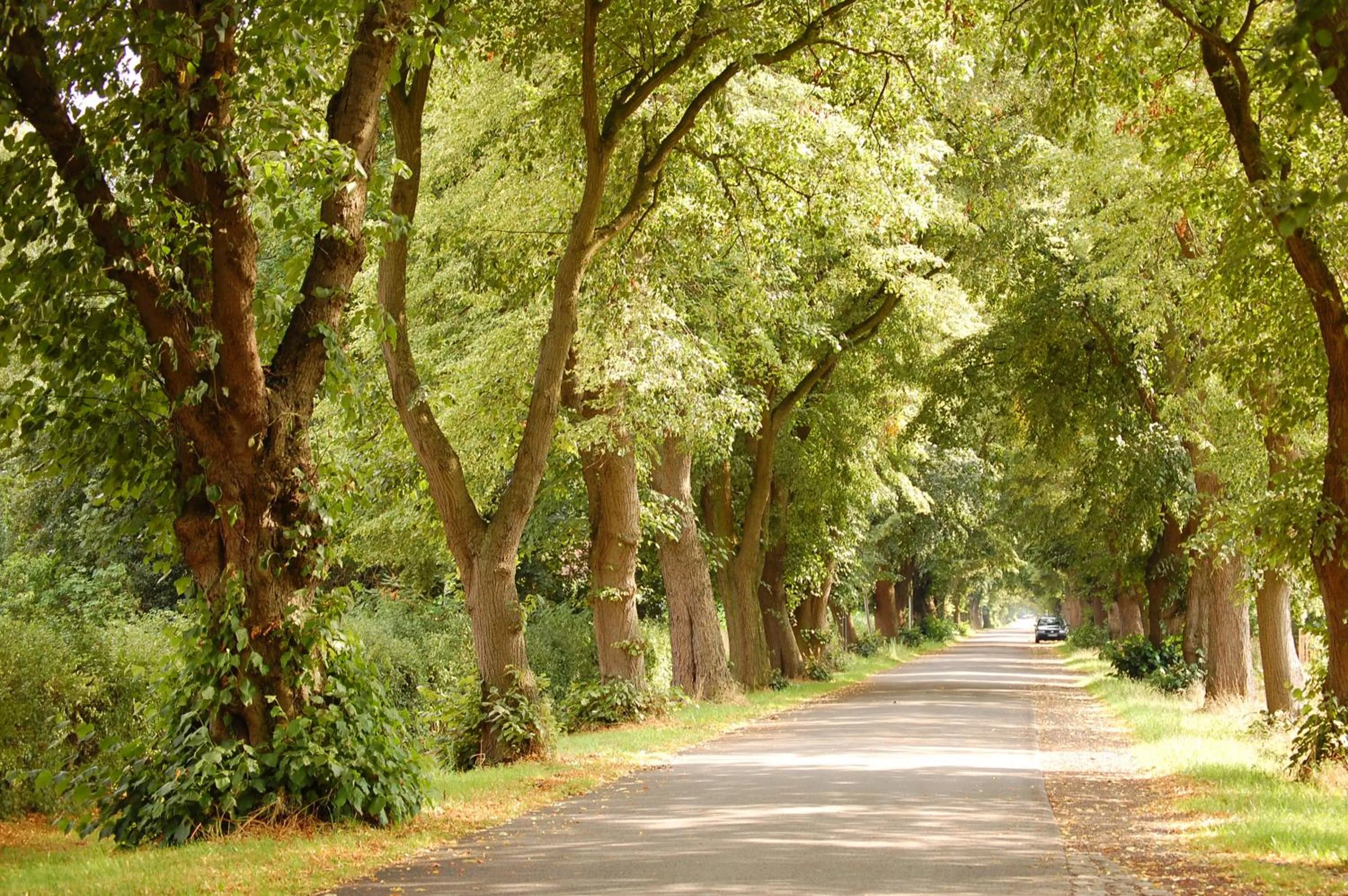 Natural landscape in Land-gut-Hotel Allerhof
