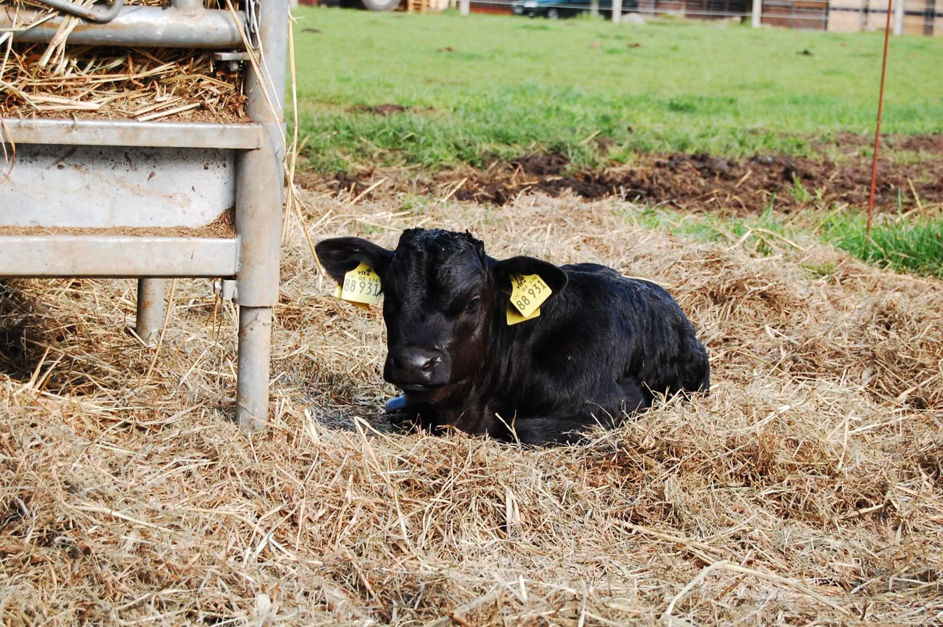 Animals in Land-gut-Hotel Allerhof
