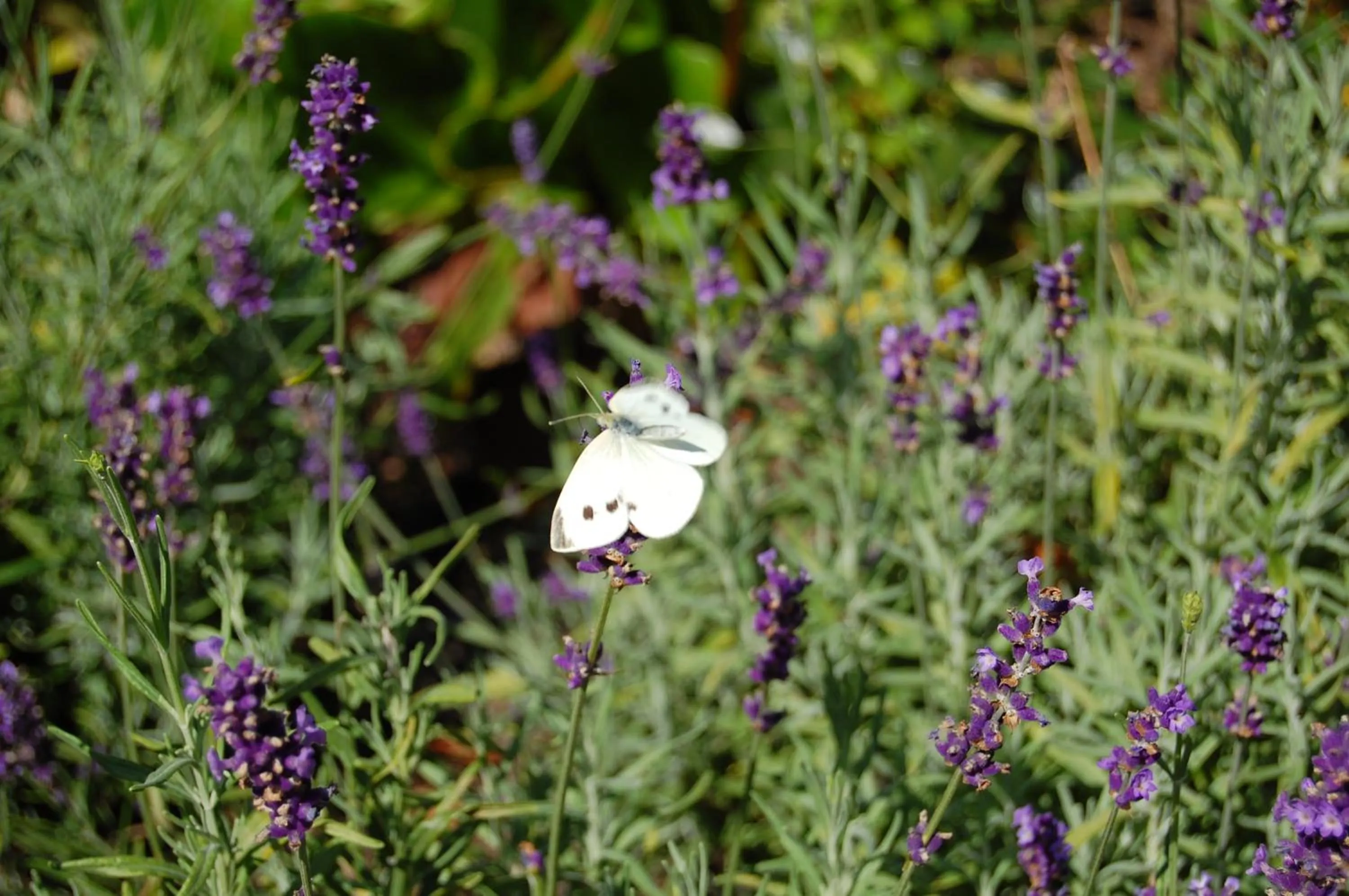 Garden in Land-gut-Hotel Allerhof