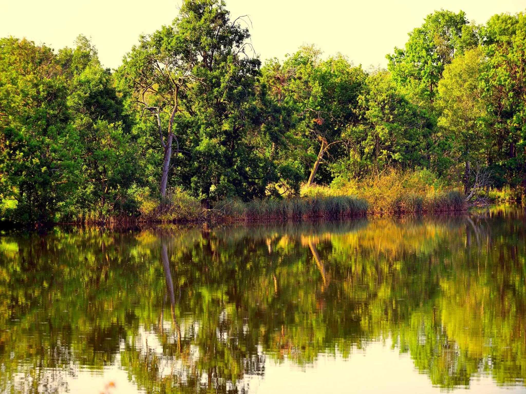 Natural landscape in Nationalparkhotel Kranichrast