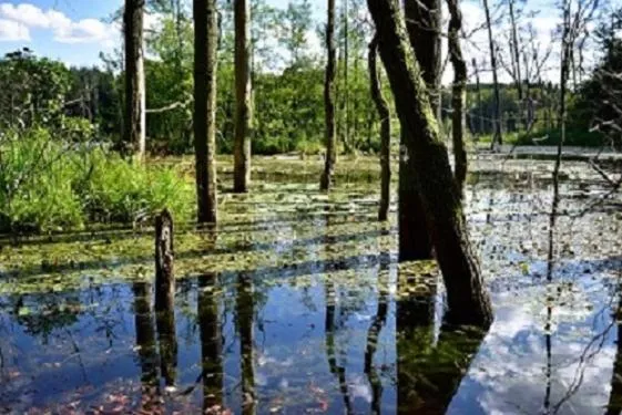 Natural landscape in Nationalparkhotel Kranichrast