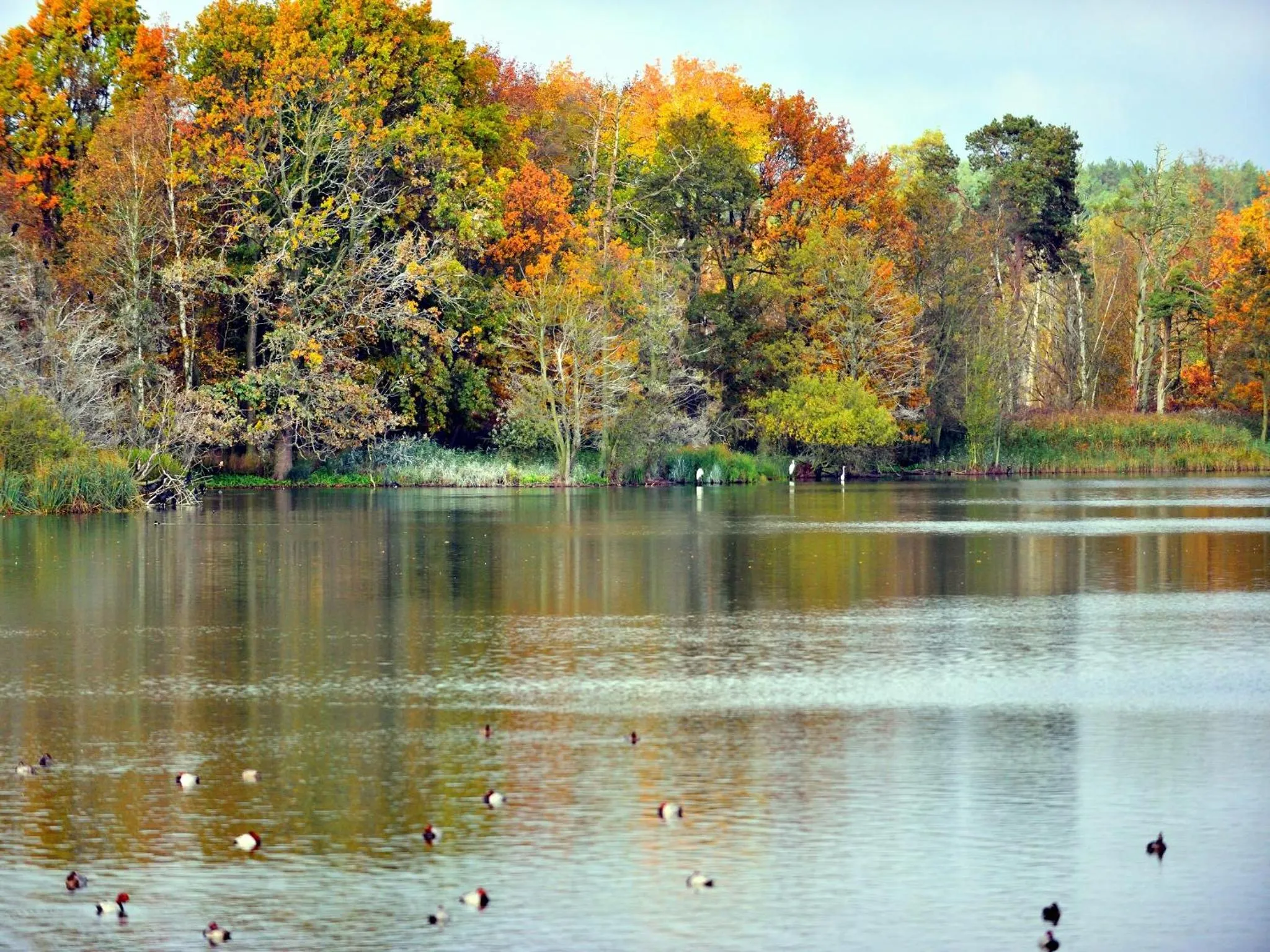 Natural landscape in Nationalparkhotel Kranichrast