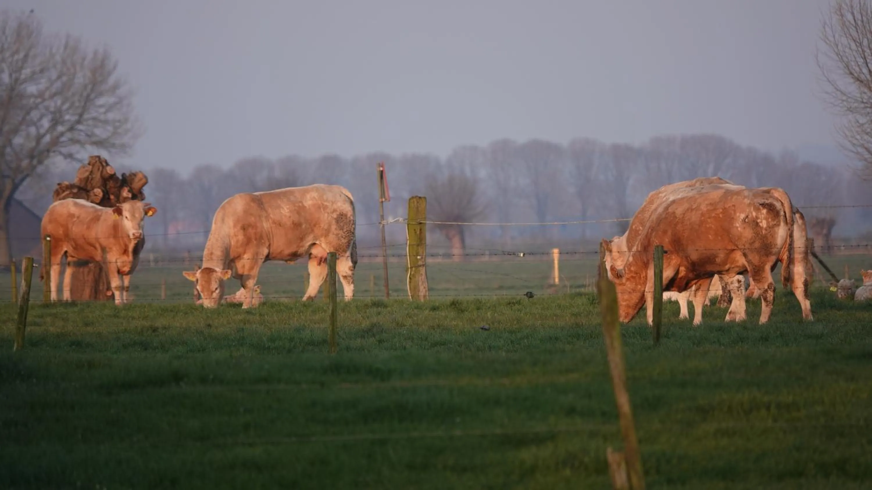 Animals in B&B Bij Bronckhorst