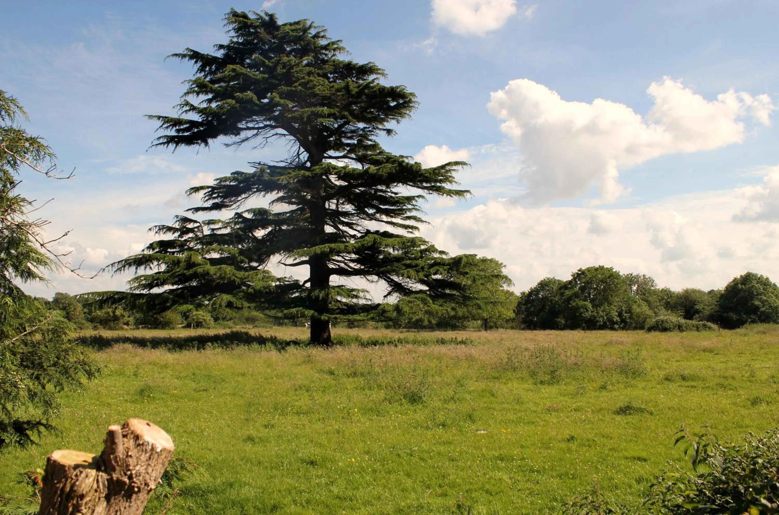 View (from property/room) in The Coach House