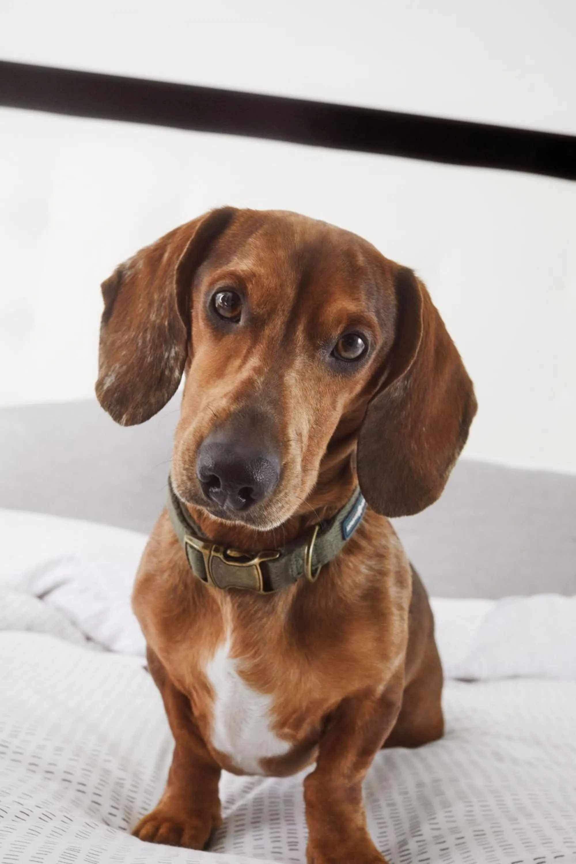 Pets in INNSiDE by Meliá Düsseldorf Seestern