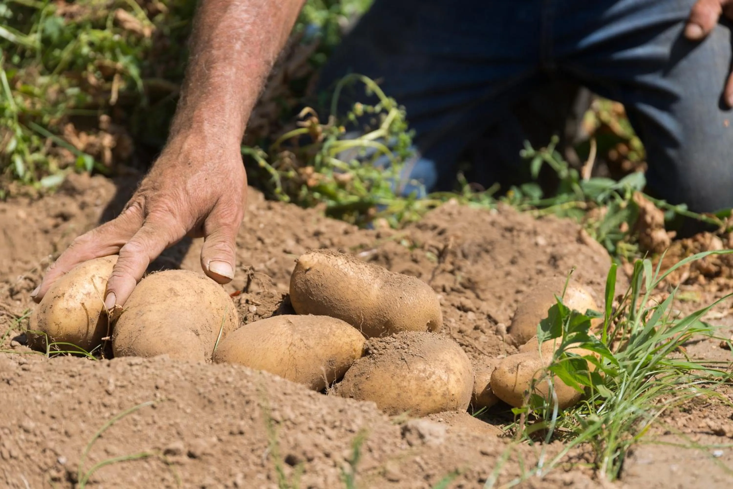 Garden in HOTEL ZI'NTONIO