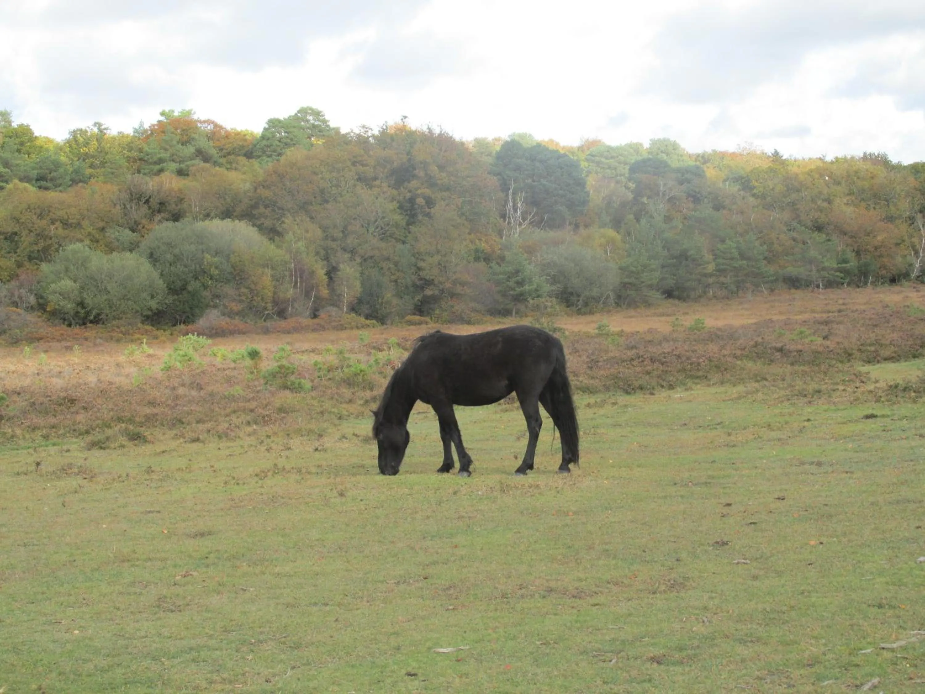 Animals in Albertine