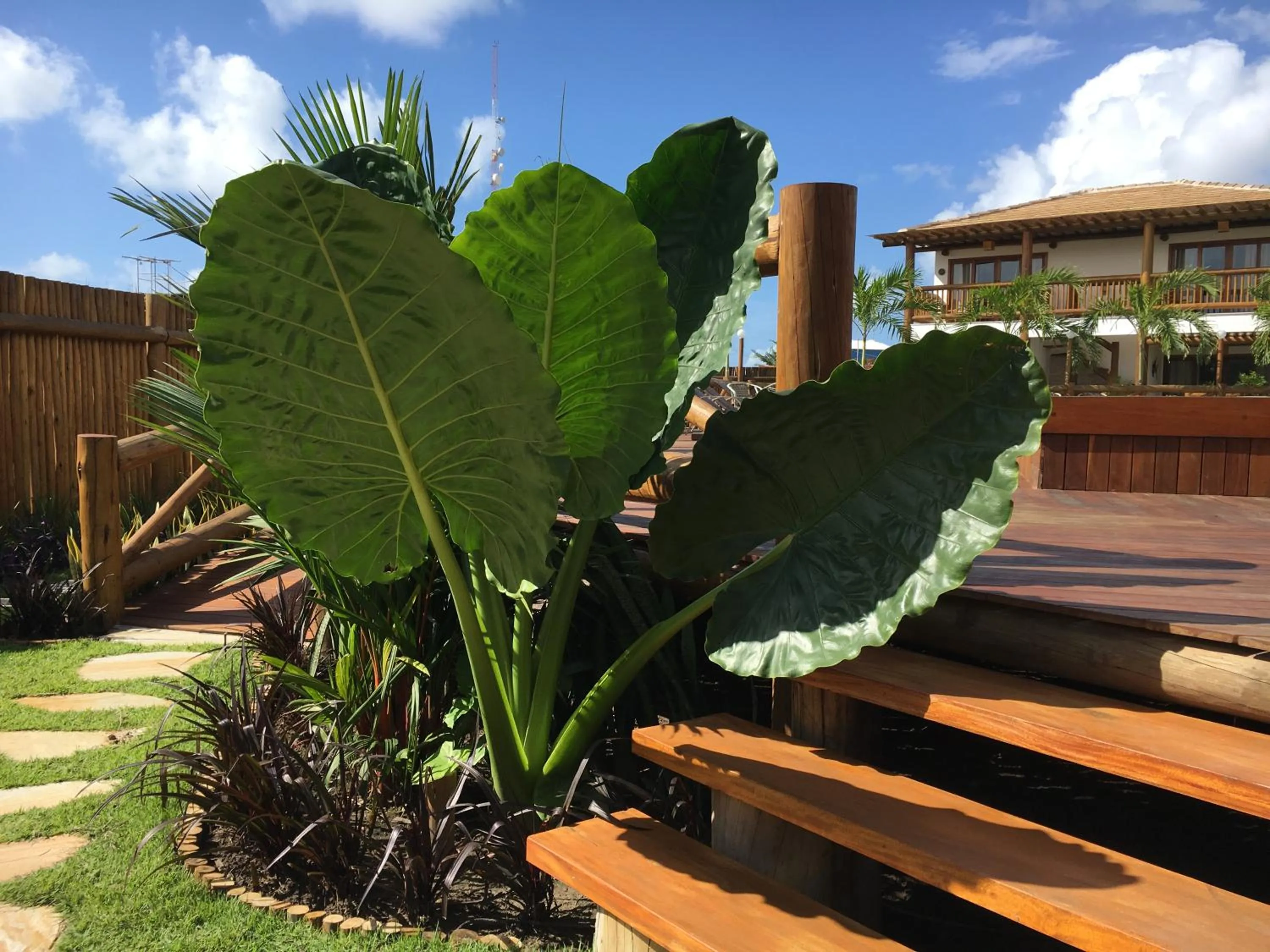 Restaurant/places to eat in Carapitangui Pousada